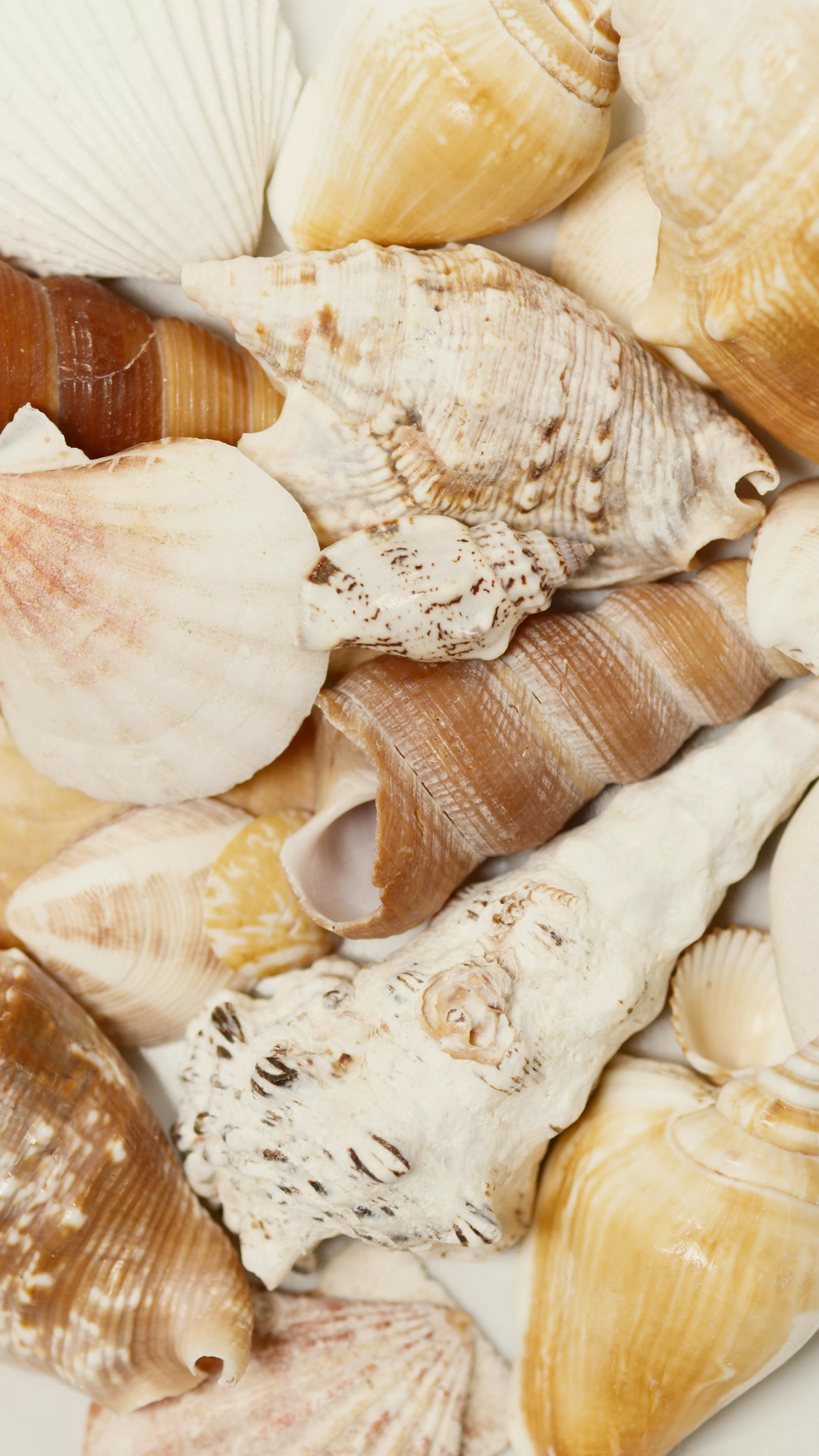 Sea Shell Wallpaper Photo, Download