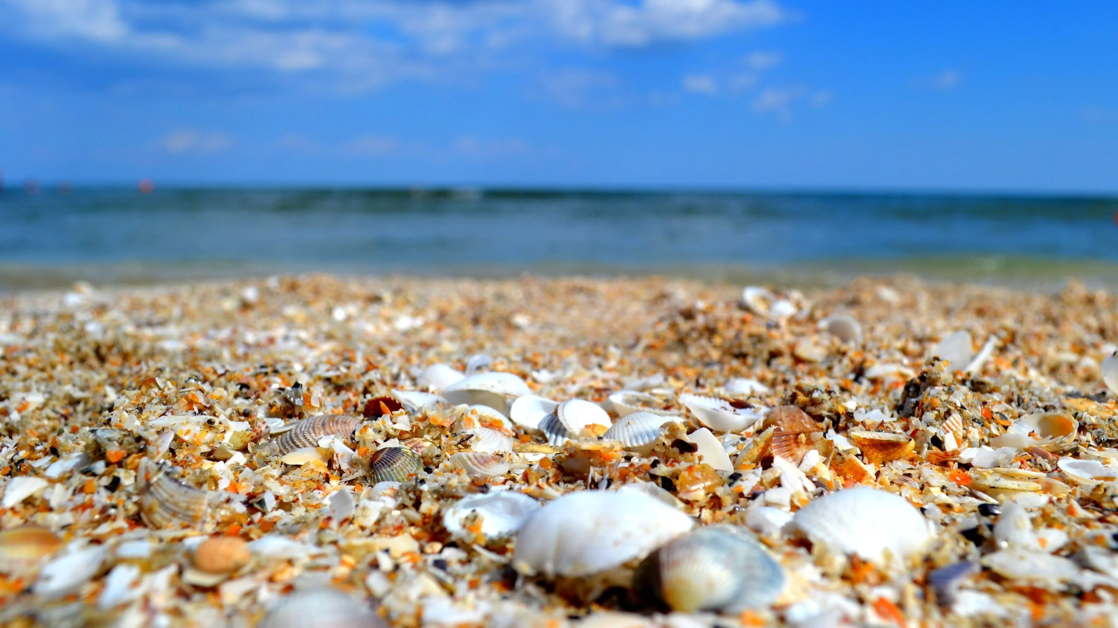 Sea Shell Wallpaper