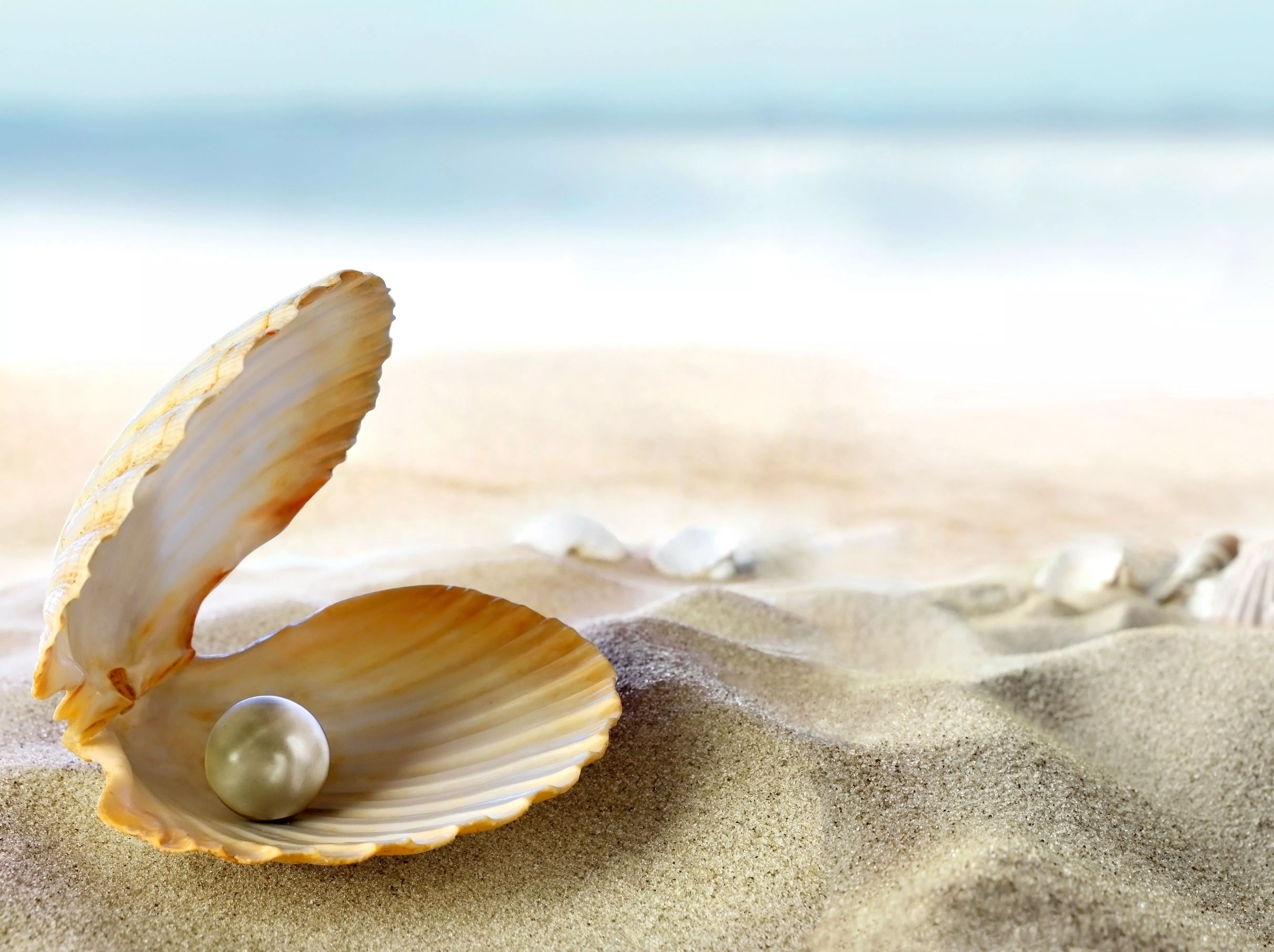 HD wallpaper: white seashell, sand