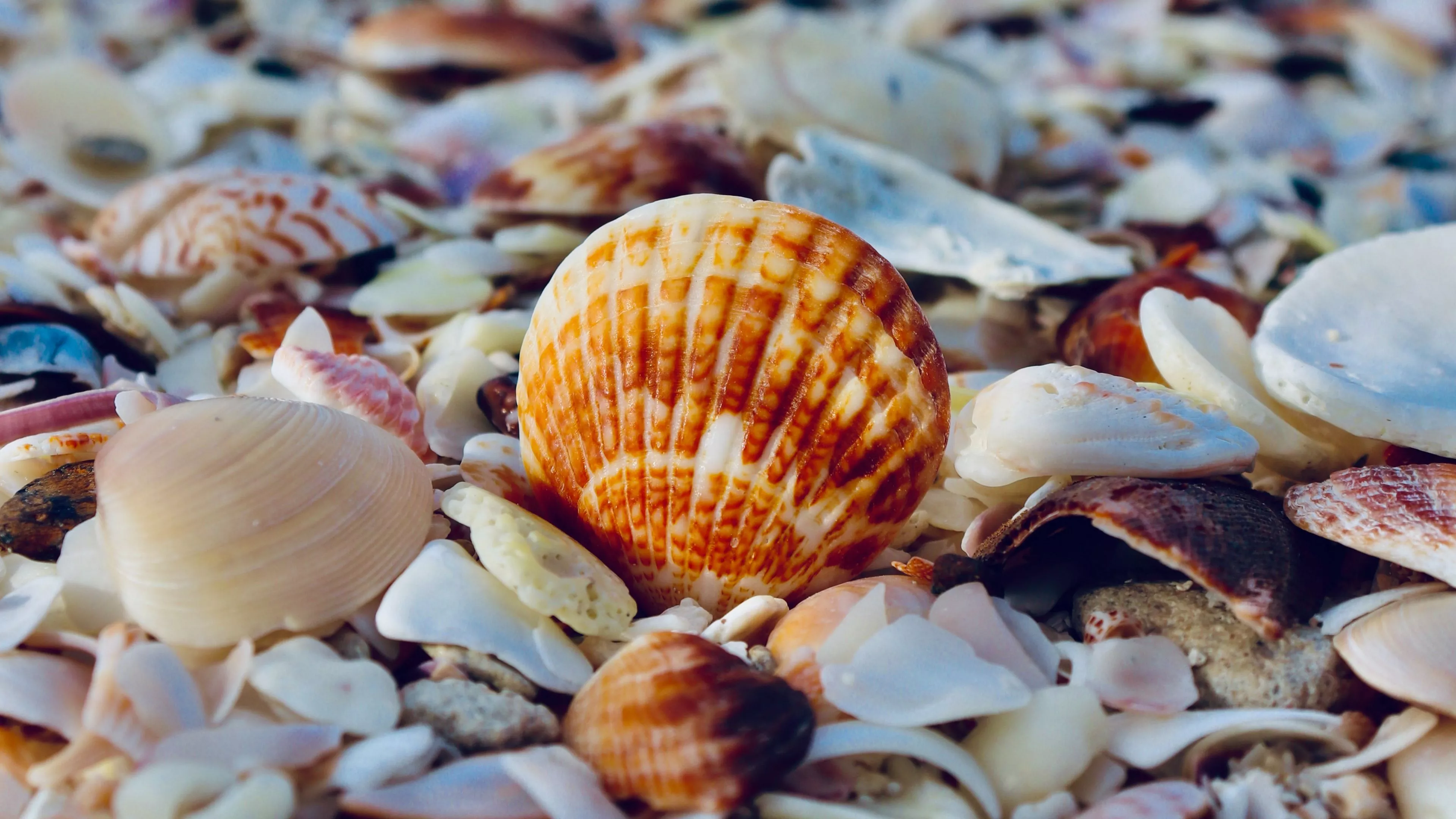 Download wallpaper 3840x2160 shells