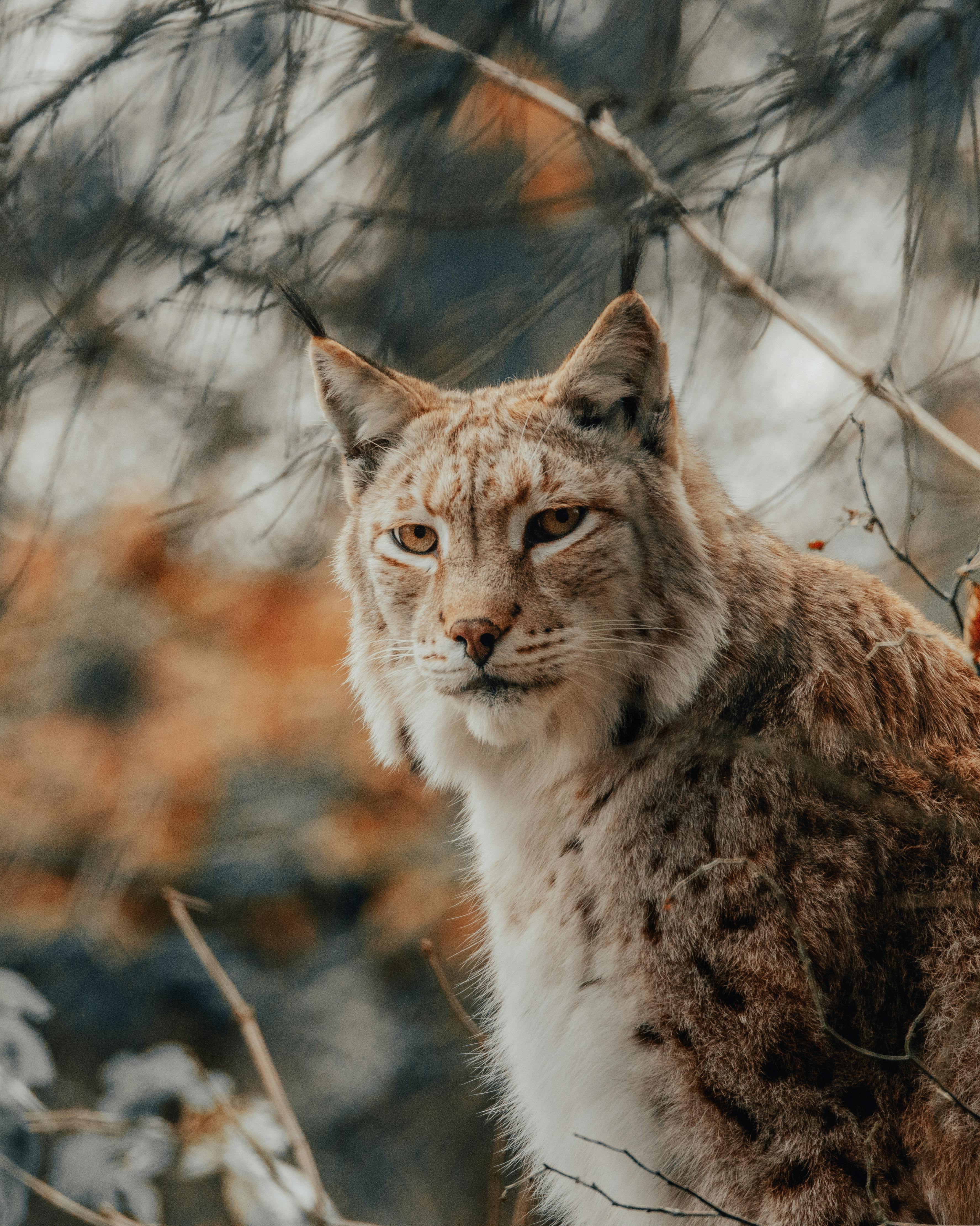 Lynx Photo, Download The BEST Free
