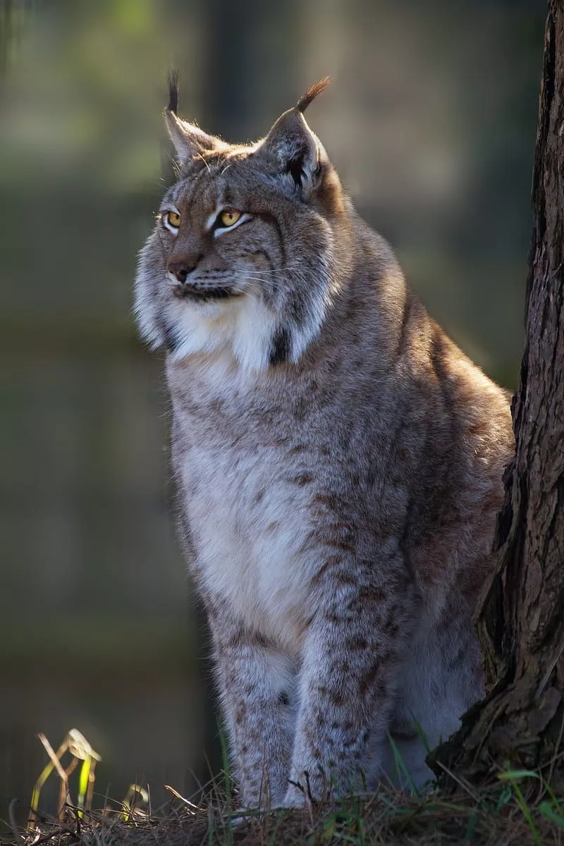 Lynx iPhone Wallpapers - Wallpaper Cave