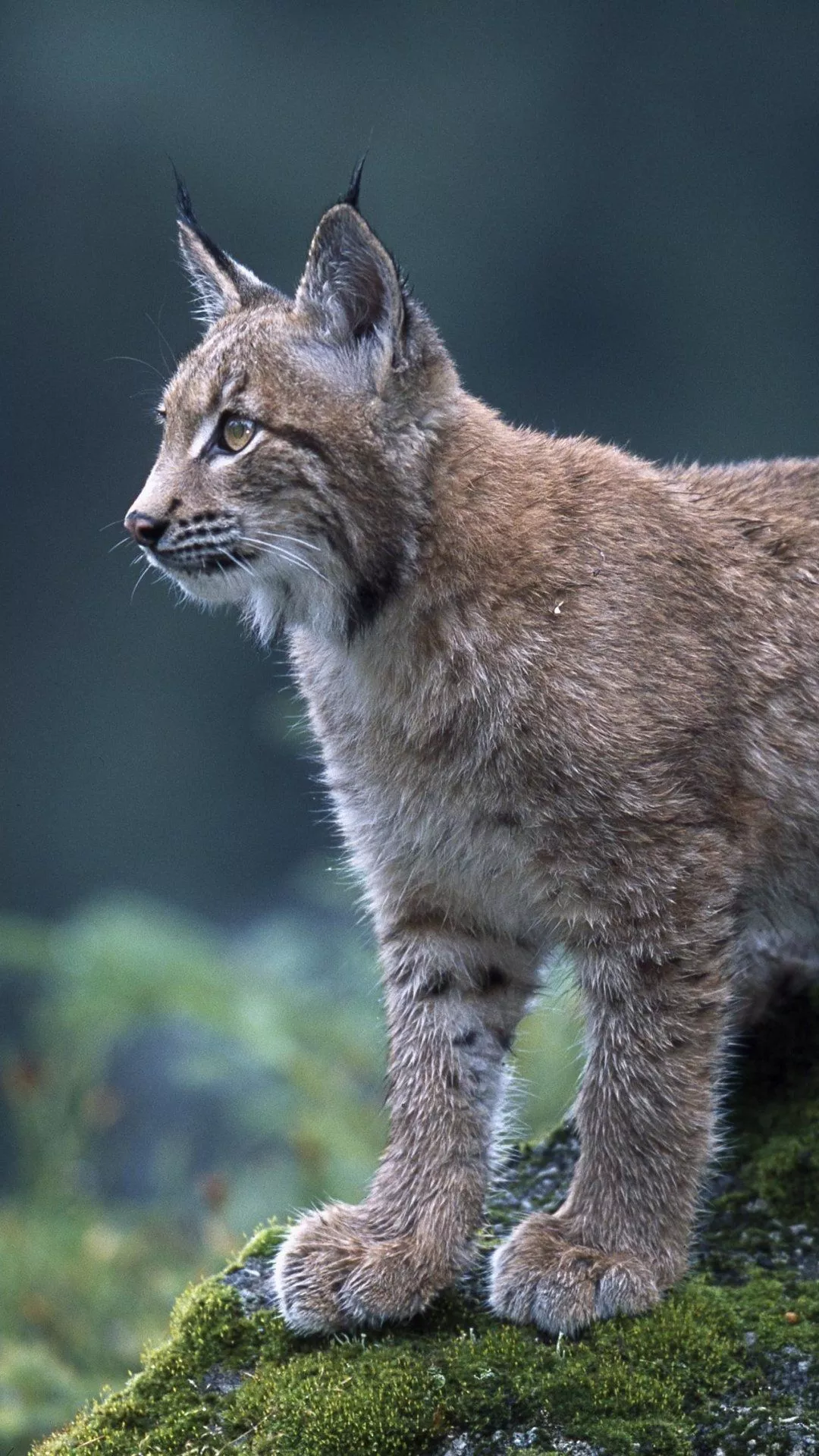 Lynx iPhone Wallpapers - Wallpaper Cave