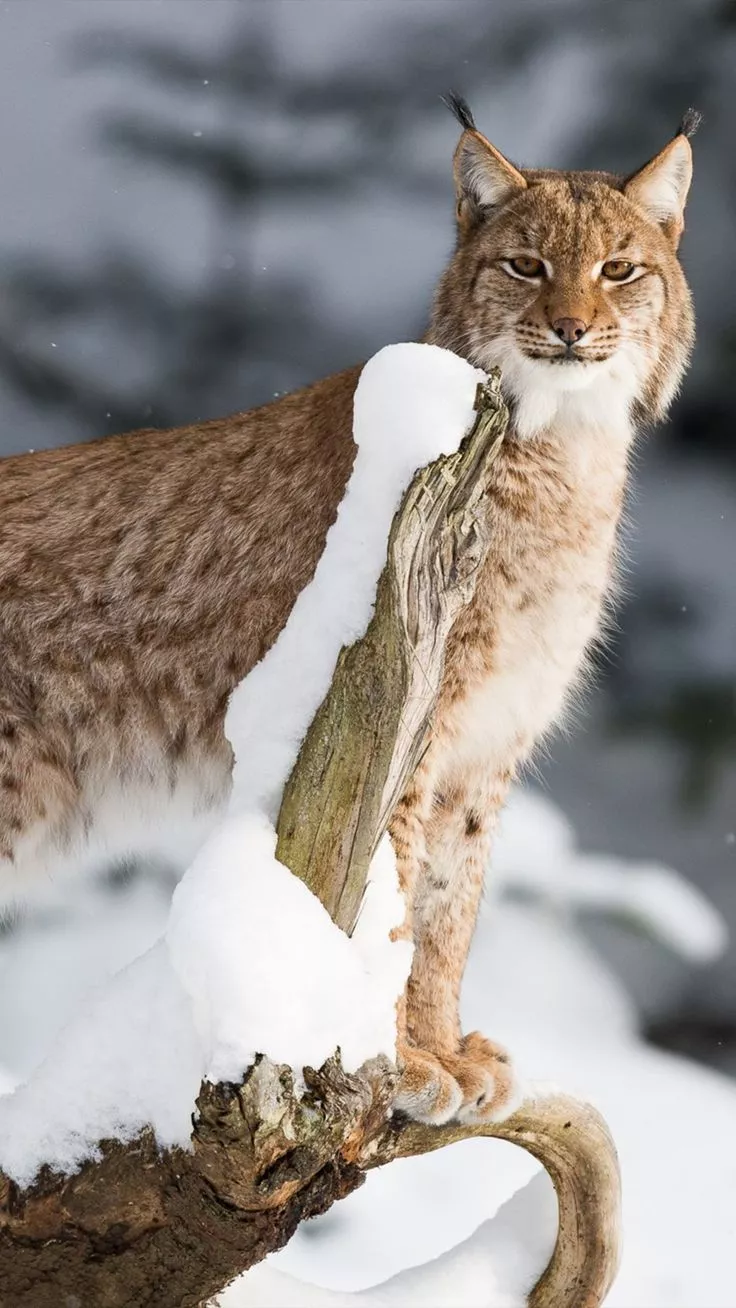 Lynx Big Cat Wildlife 4K Ultra HD