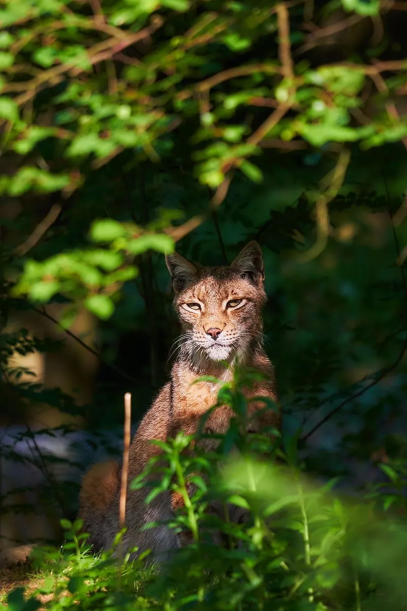 Lynx iPhone Wallpapers - Wallpaper Cave