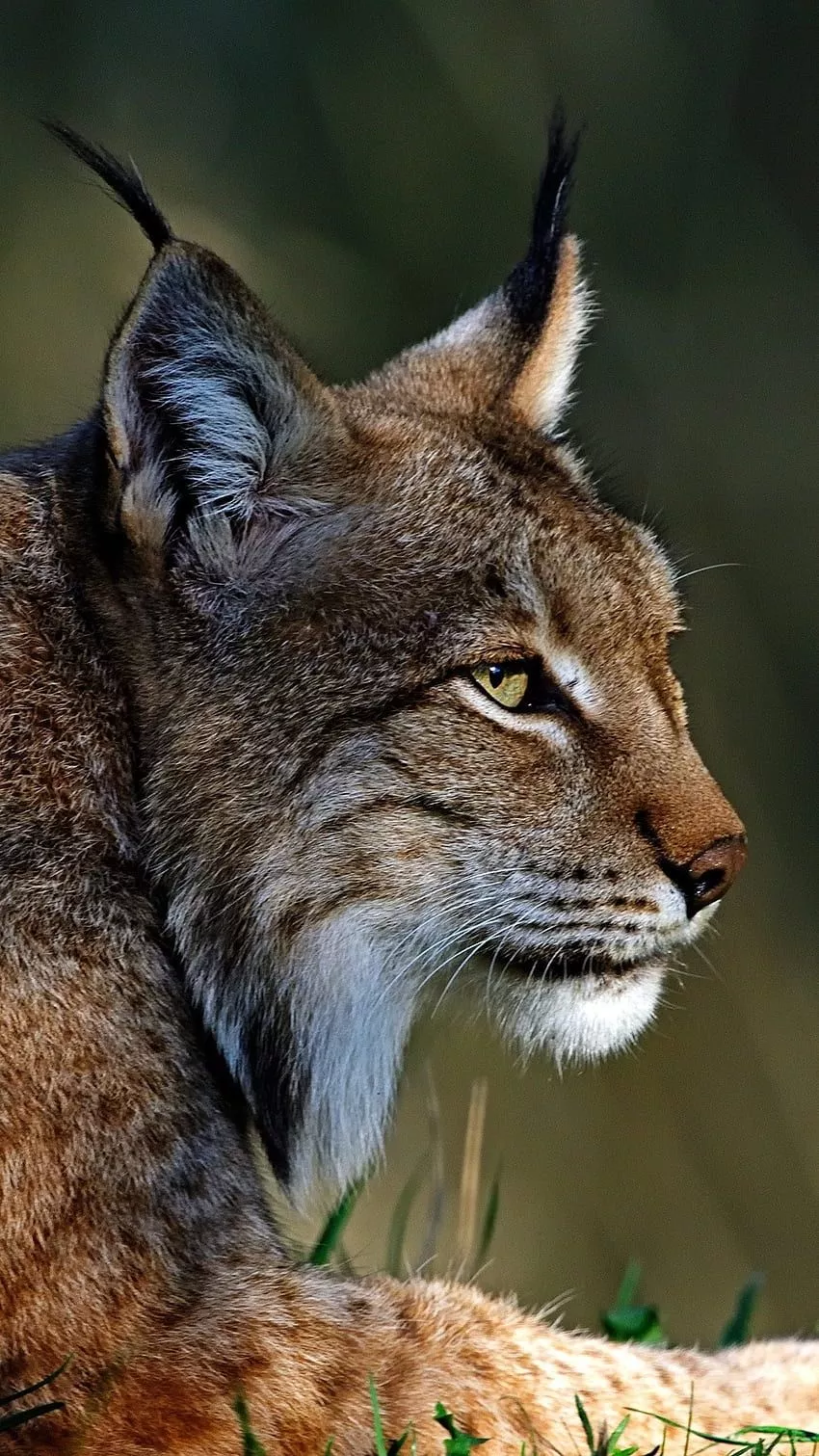 Lynx iPhone Wallpapers - Wallpaper Cave