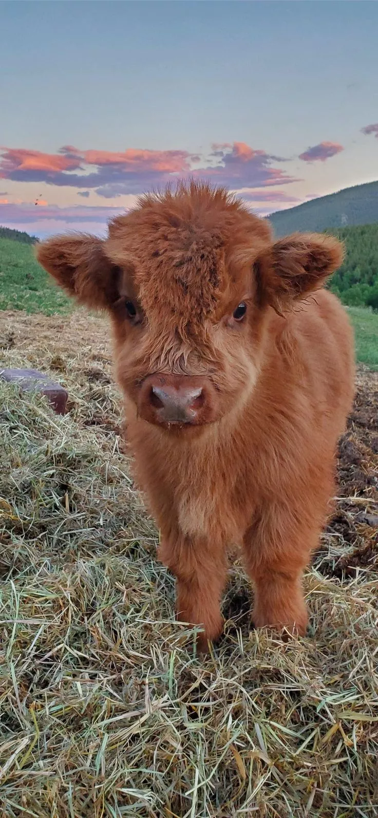 highland cow iPhone Wallpaper