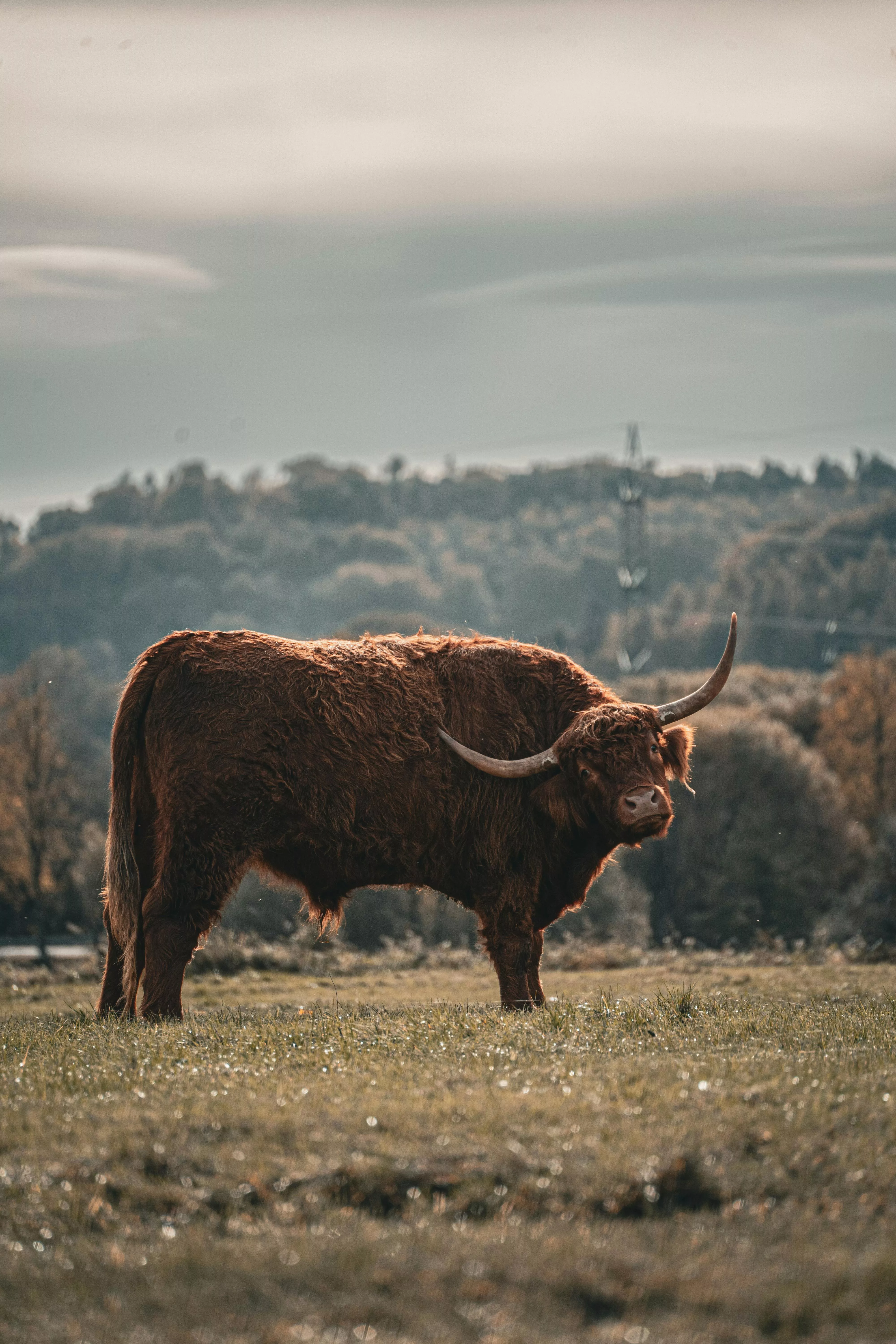 Highland Cow Photo, Download The BEST