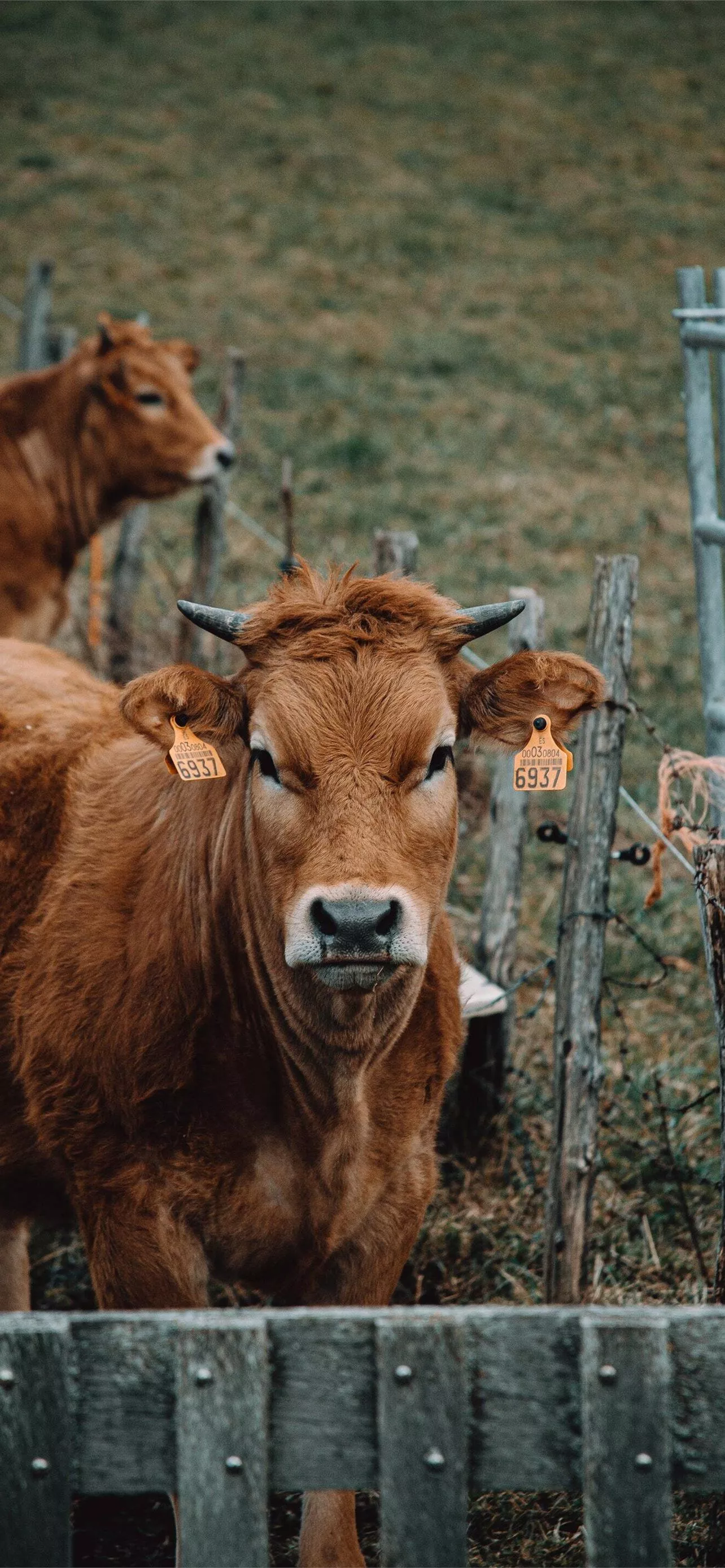 Best Cow iPhone HD Wallpaper