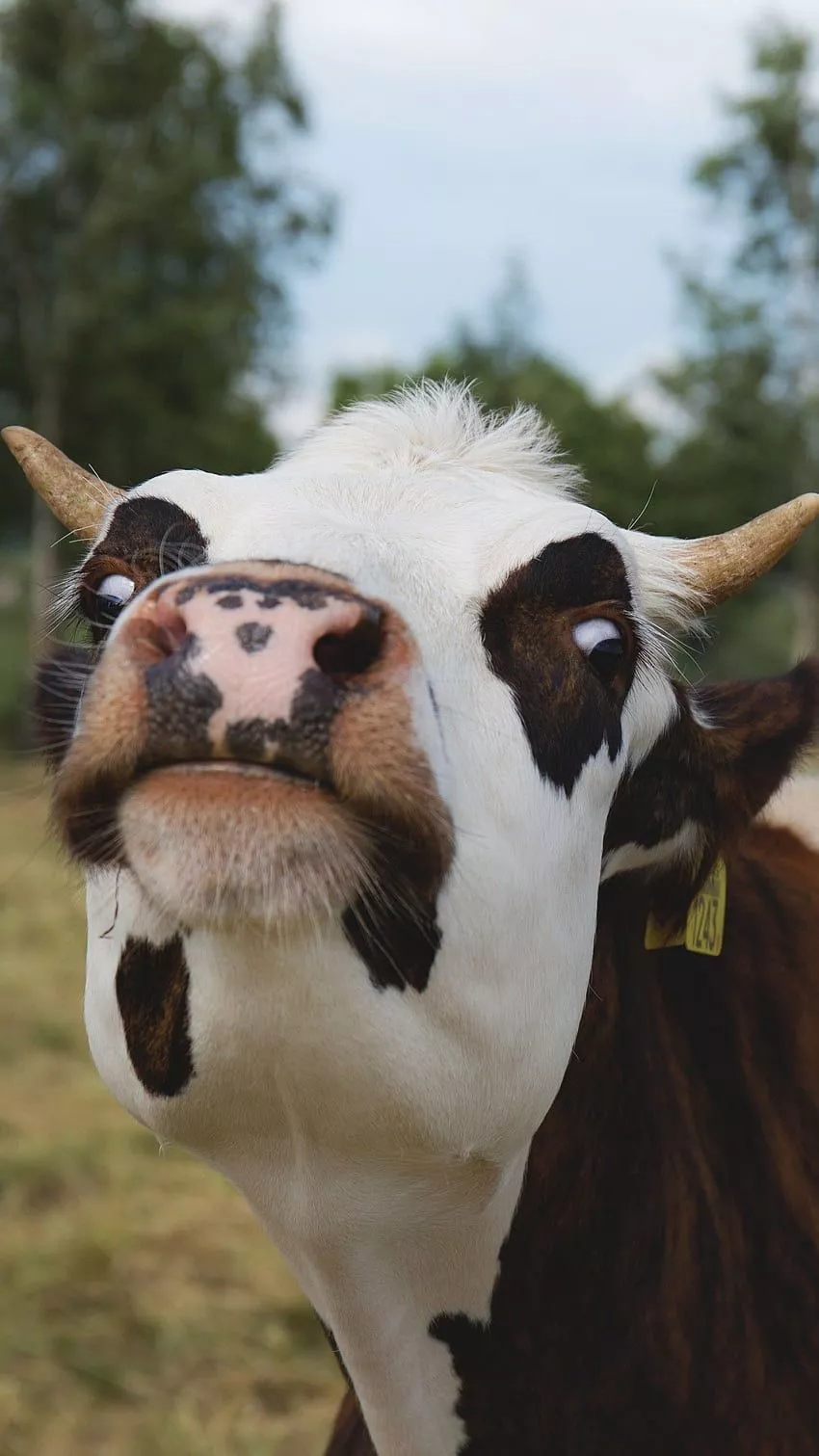 Funny Cow, Cute Cow HD phone wallpaper