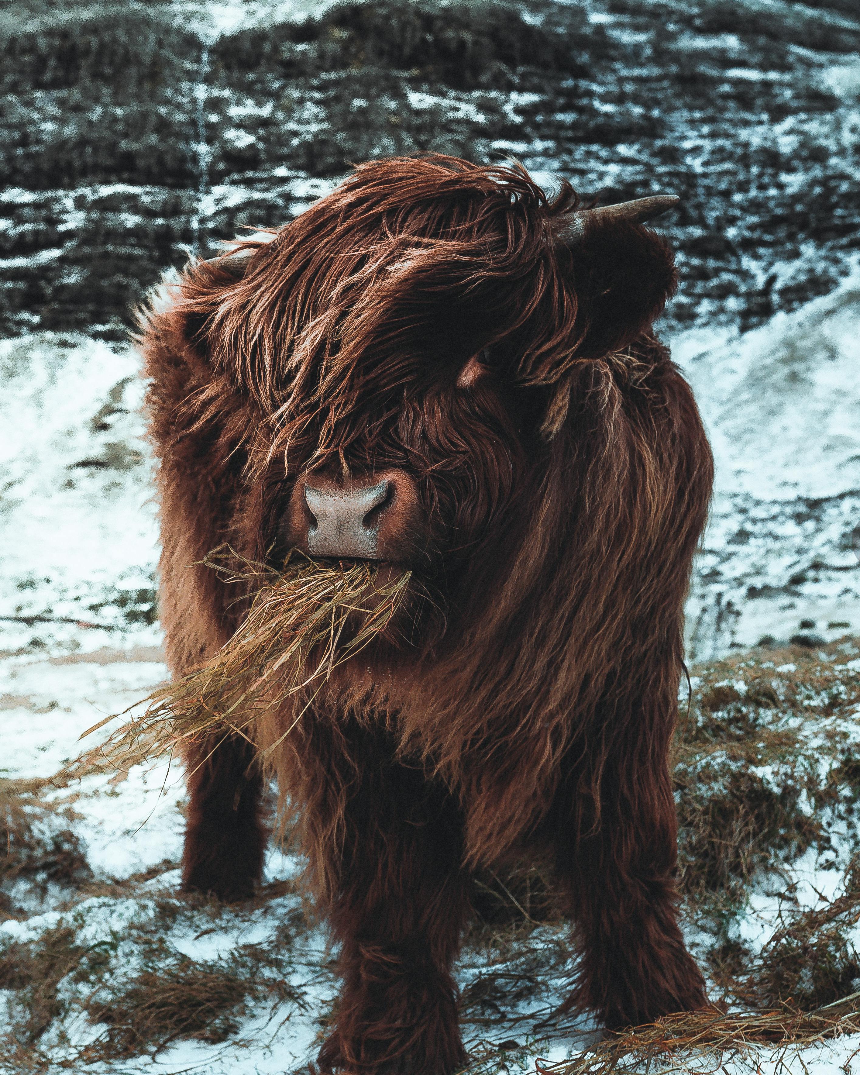 Highland Cow Photo, Download The BEST