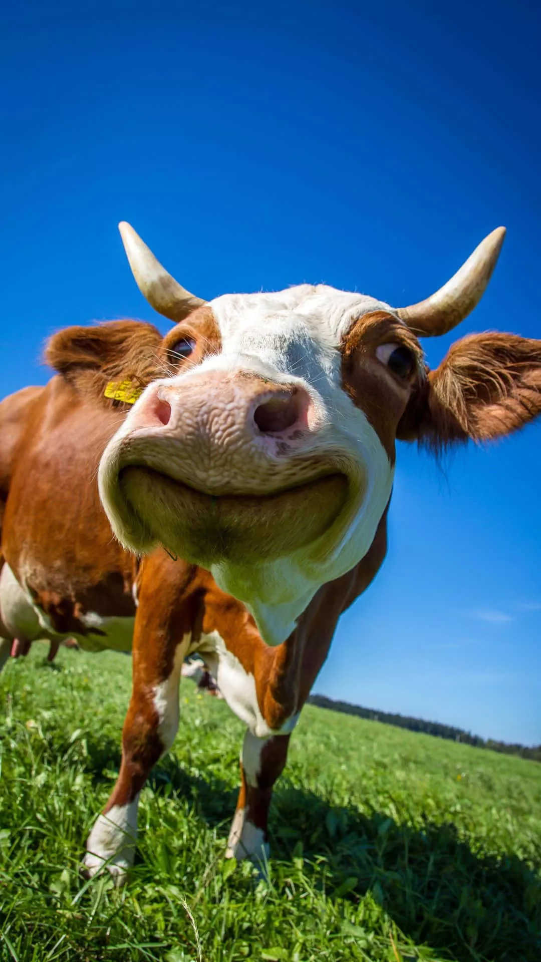 Download A Cow In A Field Wallpaper