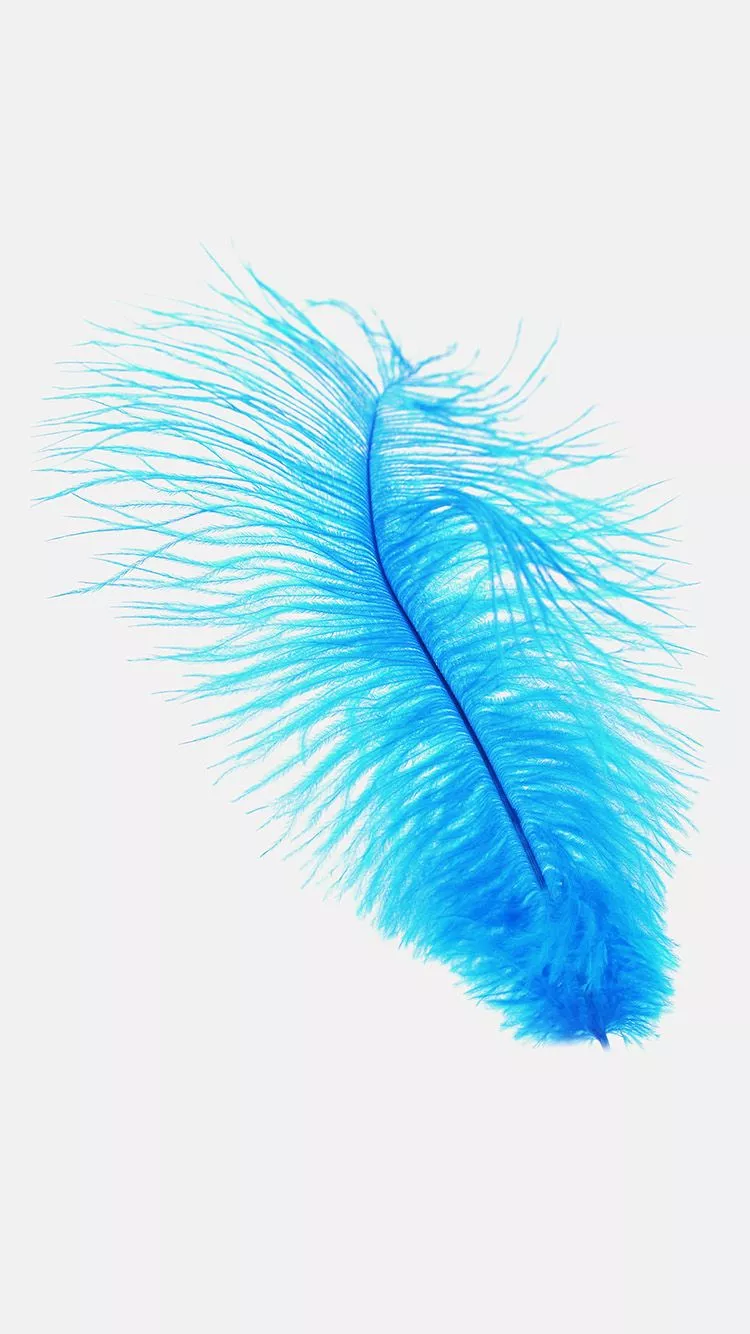 Feather Blue White Nature Minimal
