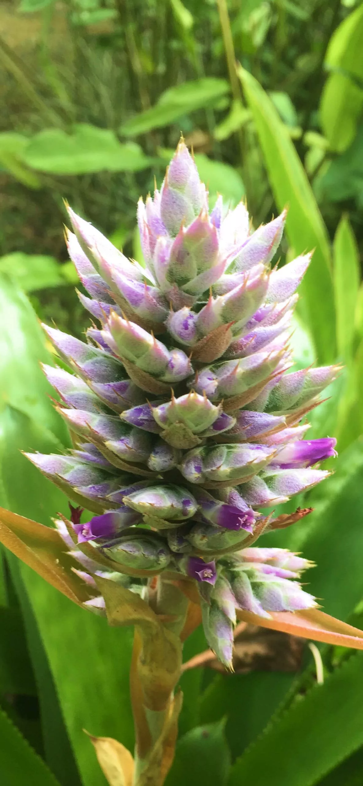 Wallpaper and Floral Tablet Wallpaper