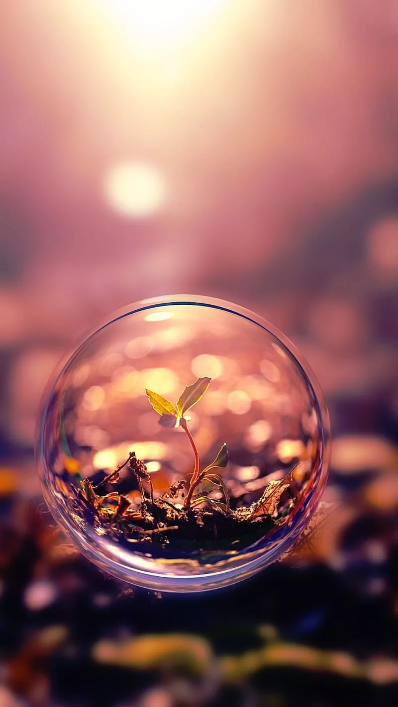 Plant and sun, bubbles, colors, glass