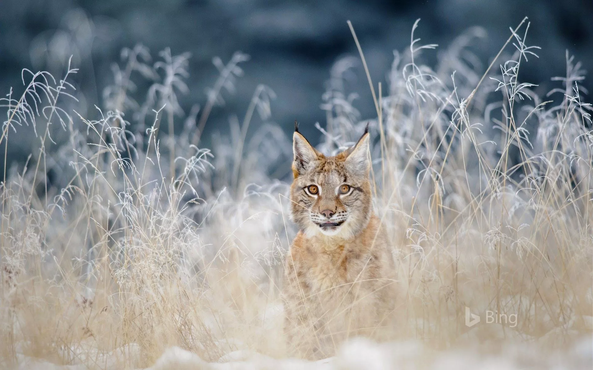 Eurasian Lynx In The Bohemian Moravian