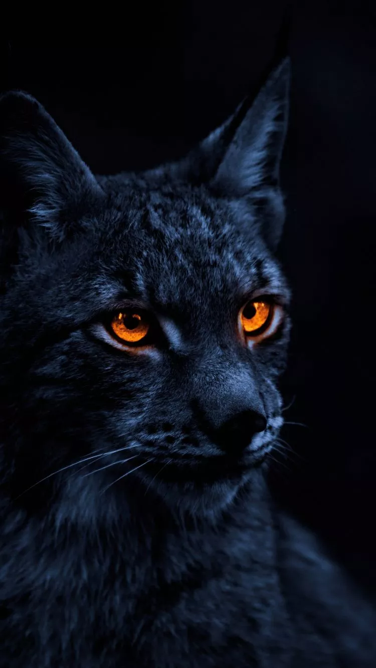 Download wallpaper 750x1334 yellow eye