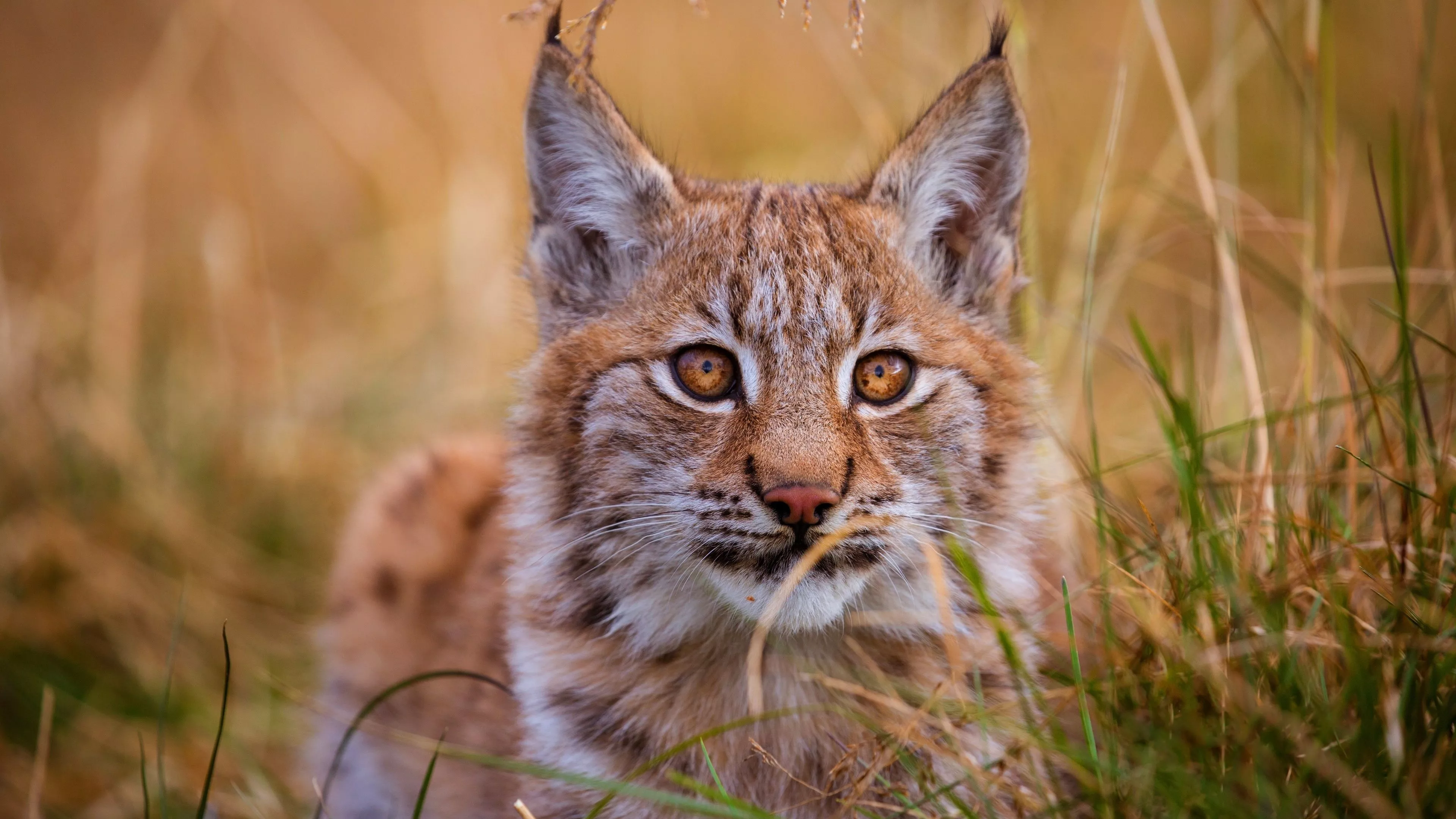 Bobcat (Red Lynx) Wallpaper (