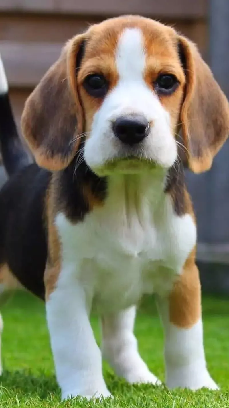 HD beagle dogs puppies wallpaper