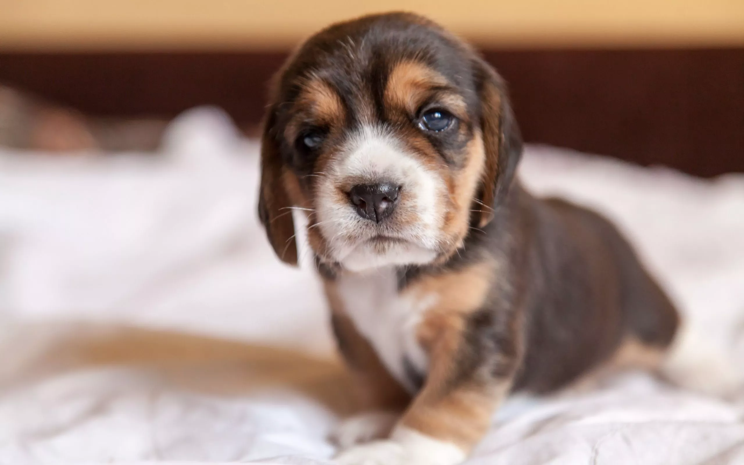 Beagle Puppy, Cute, Muzzle, Face）HD