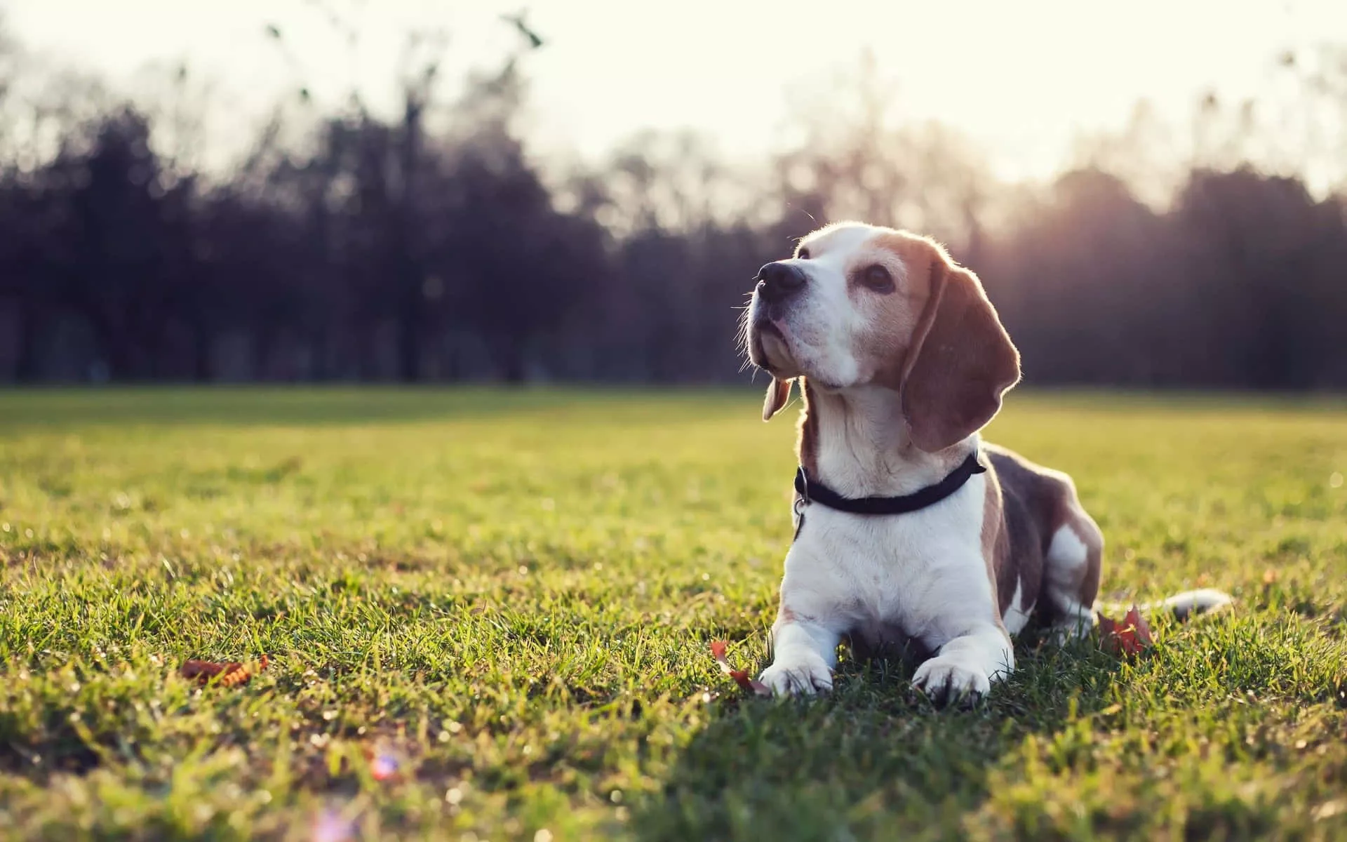 Beagle Dogs Picture