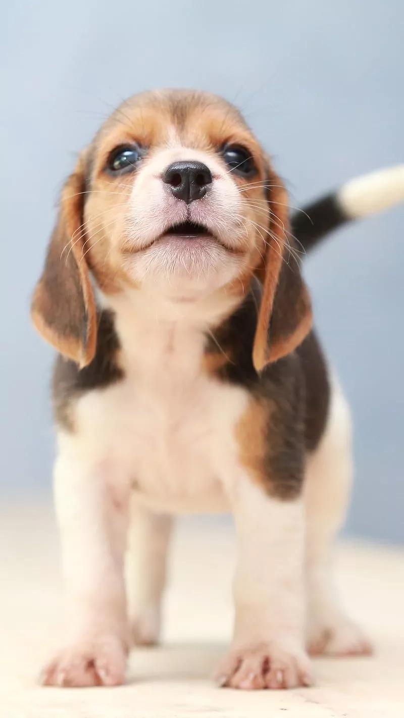 HD beagle wallpaper
