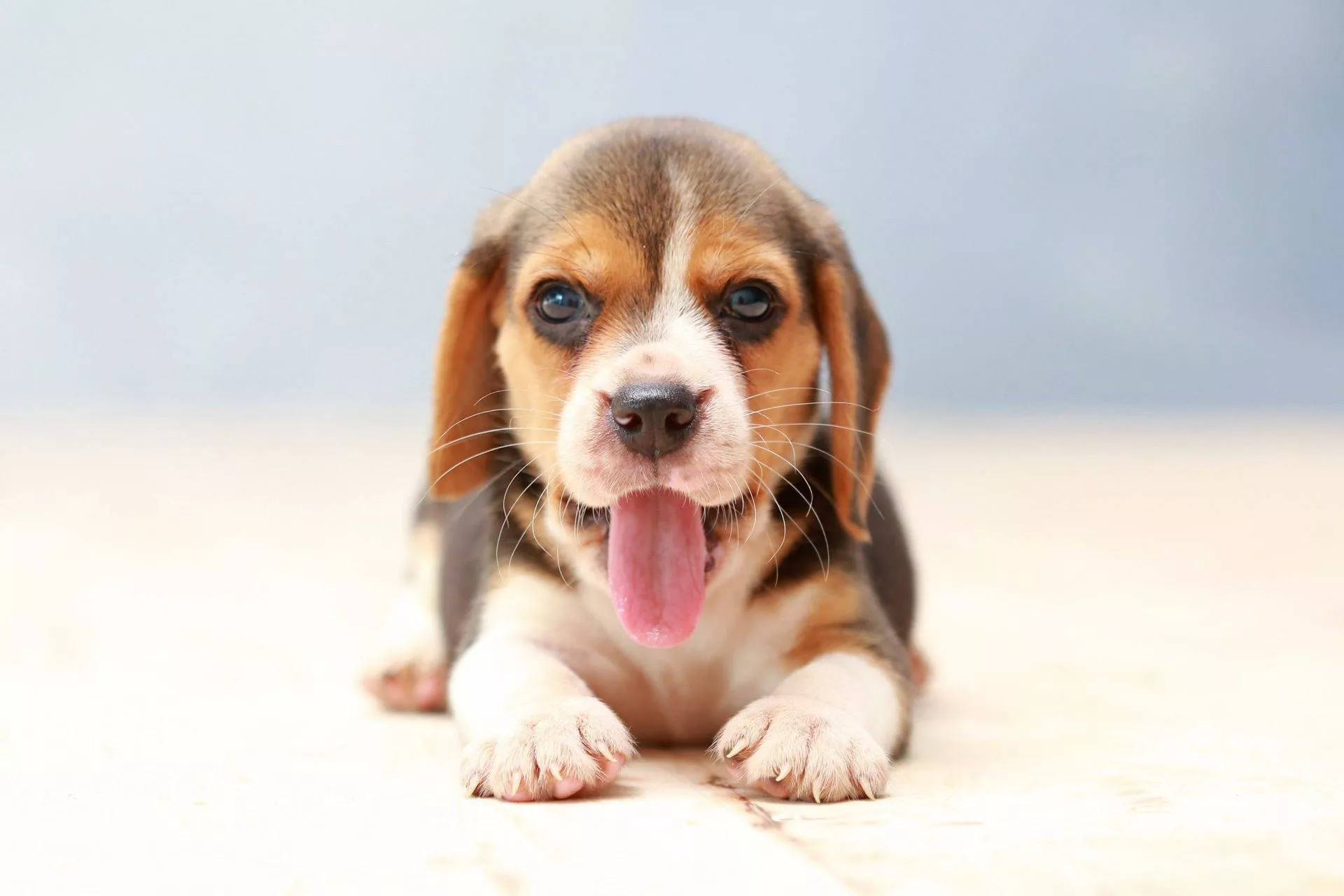 Beagle Dog Wallpaper