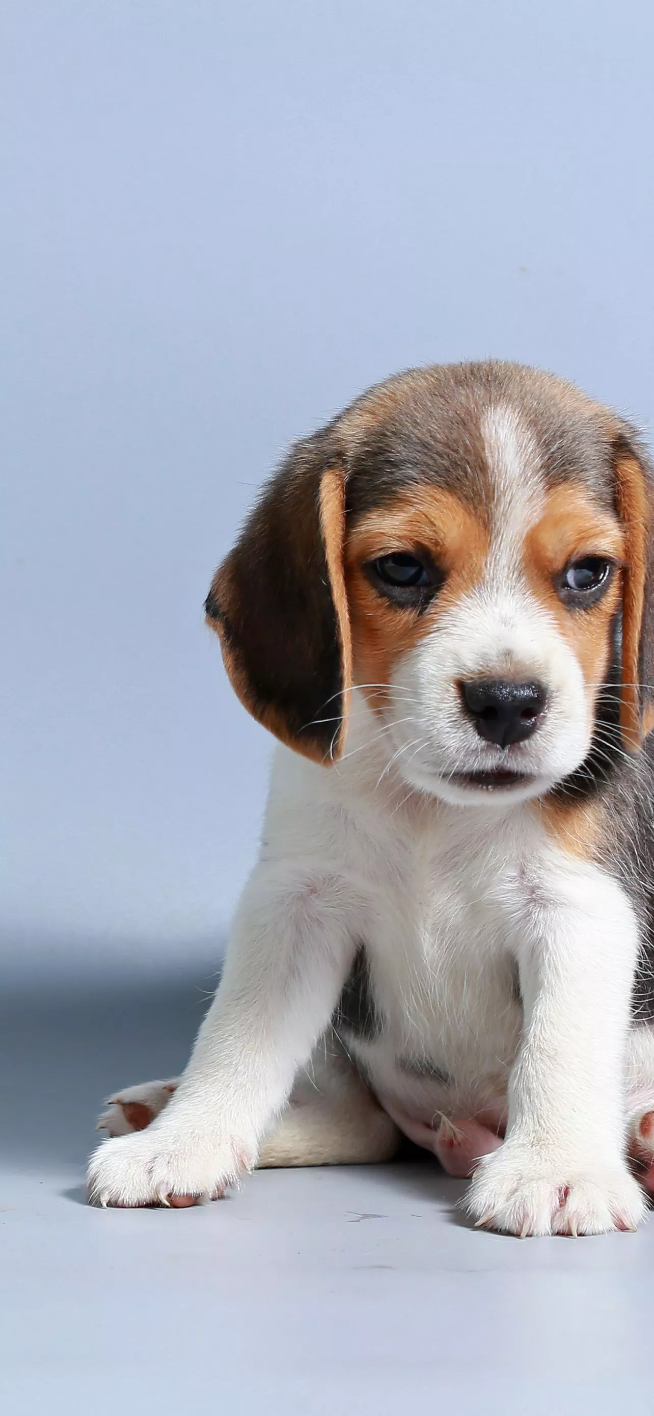 Beagle puppy Wallpaper 4K, Breed Dog