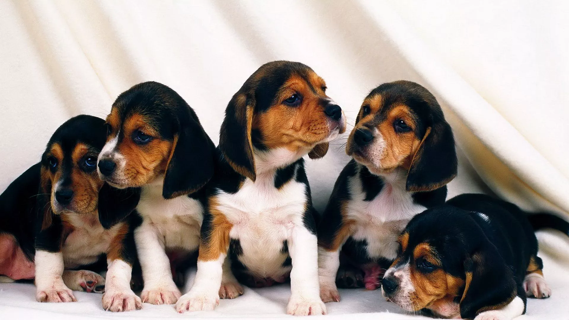 Puppy Dog Animal Beagle HD Wallpaper