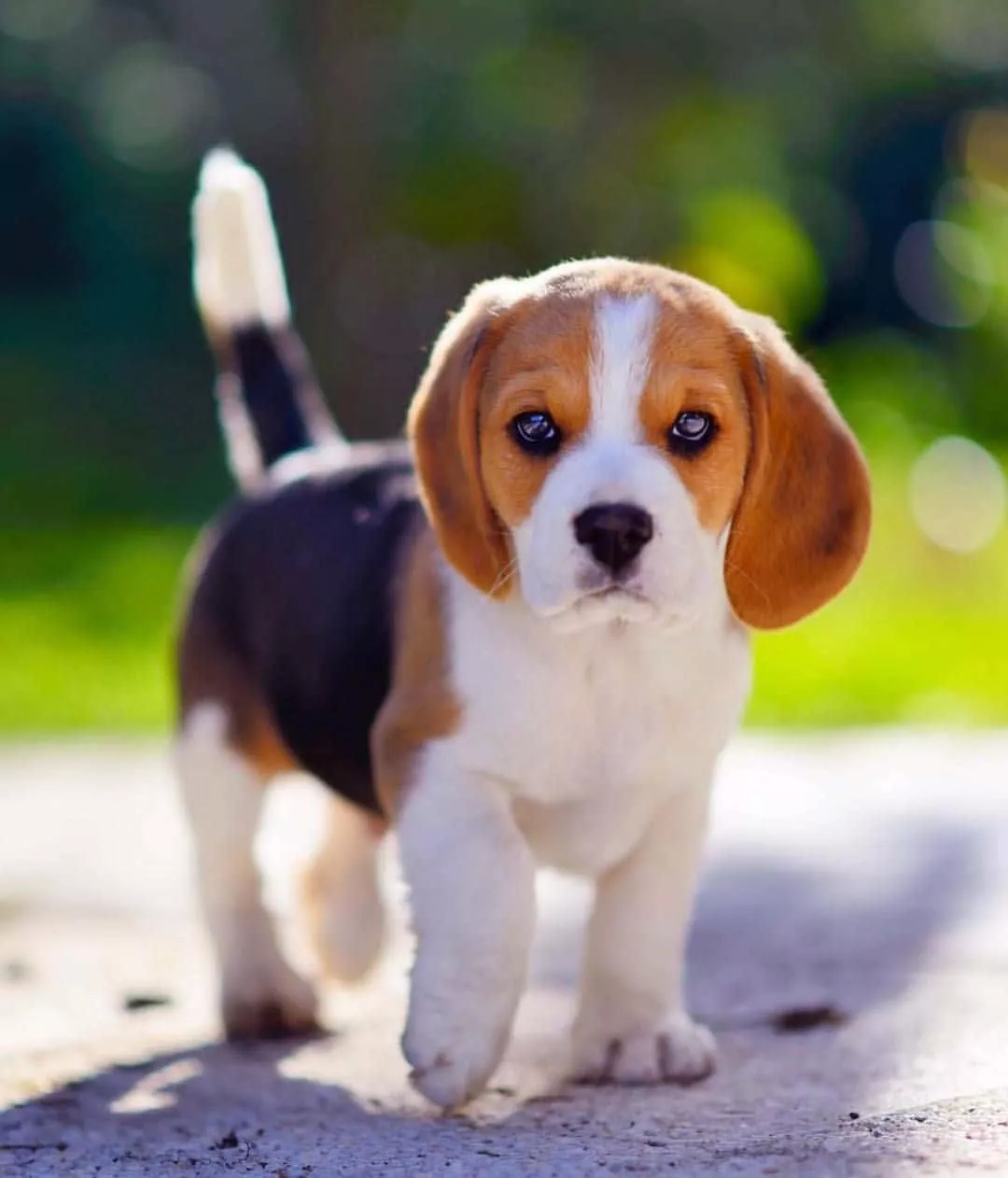 tan Beagle puppy