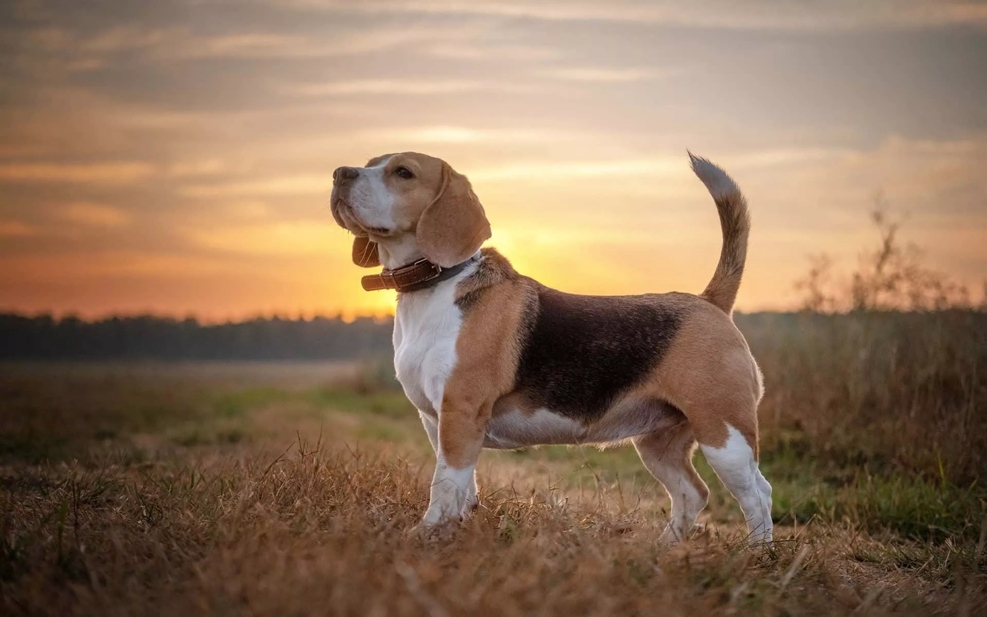 Cute beagle dog looking at the camera