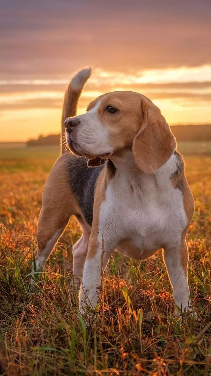 Beagle Wallpaper