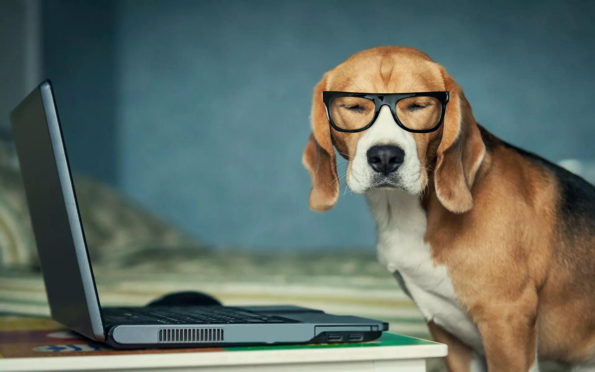 Smart Beagle HD Wallpaper for Animal Lovers