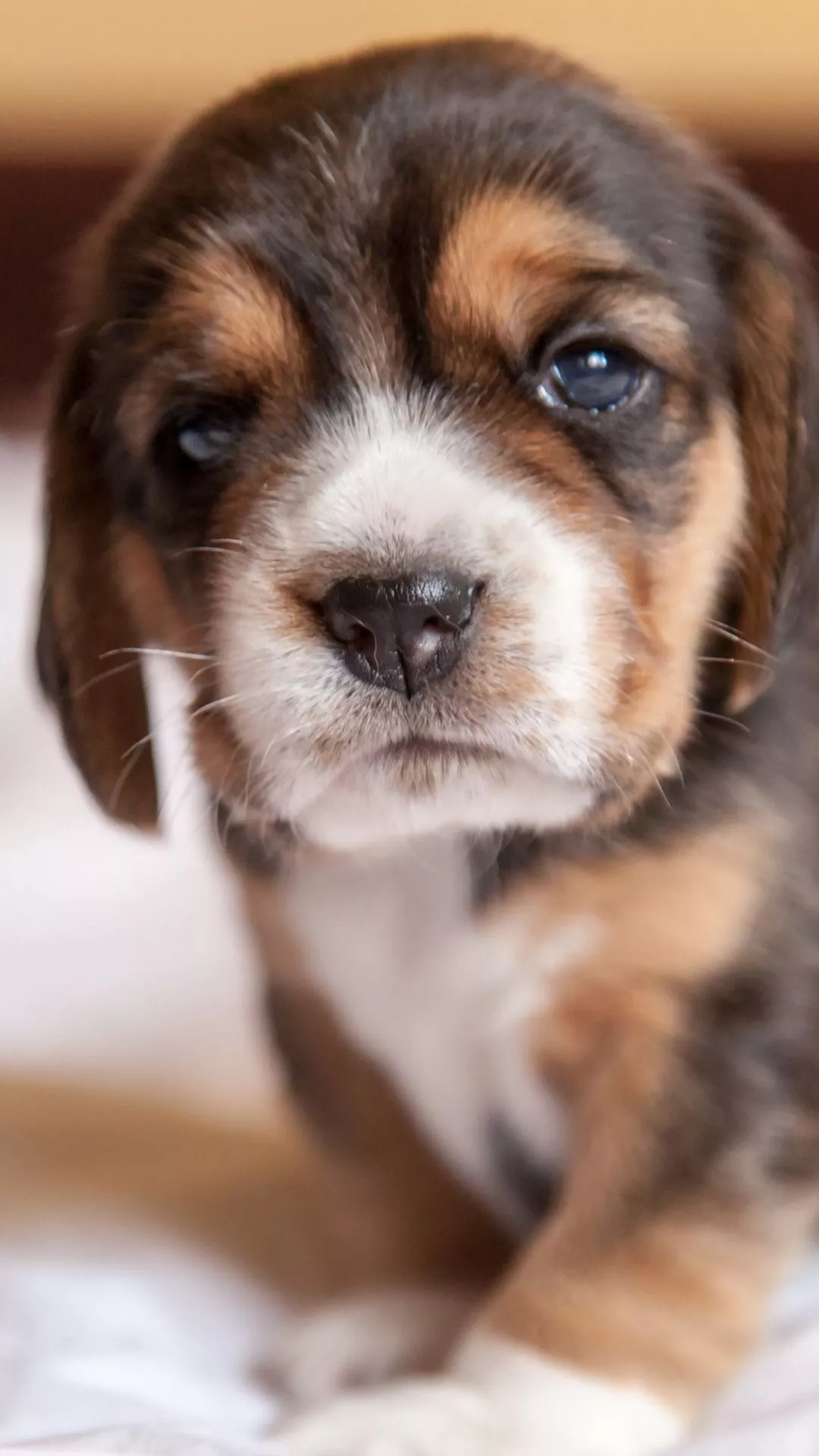 Beagle Puppy, Cute, Muzzle, Face）HD