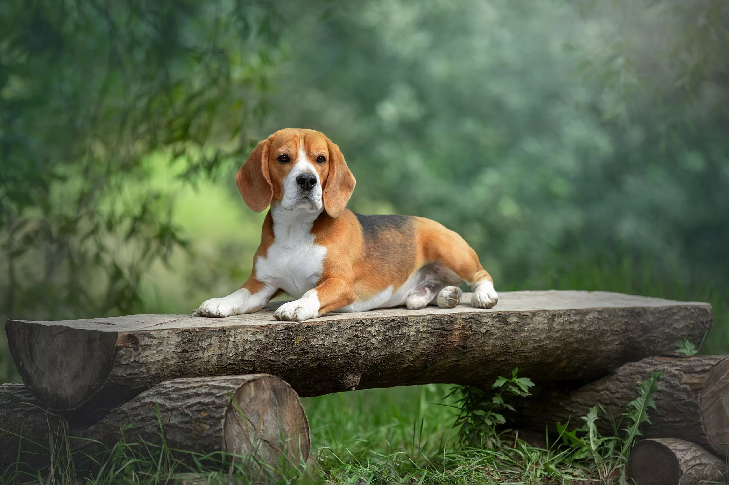 Download Animal Beagle HD Wallpaper