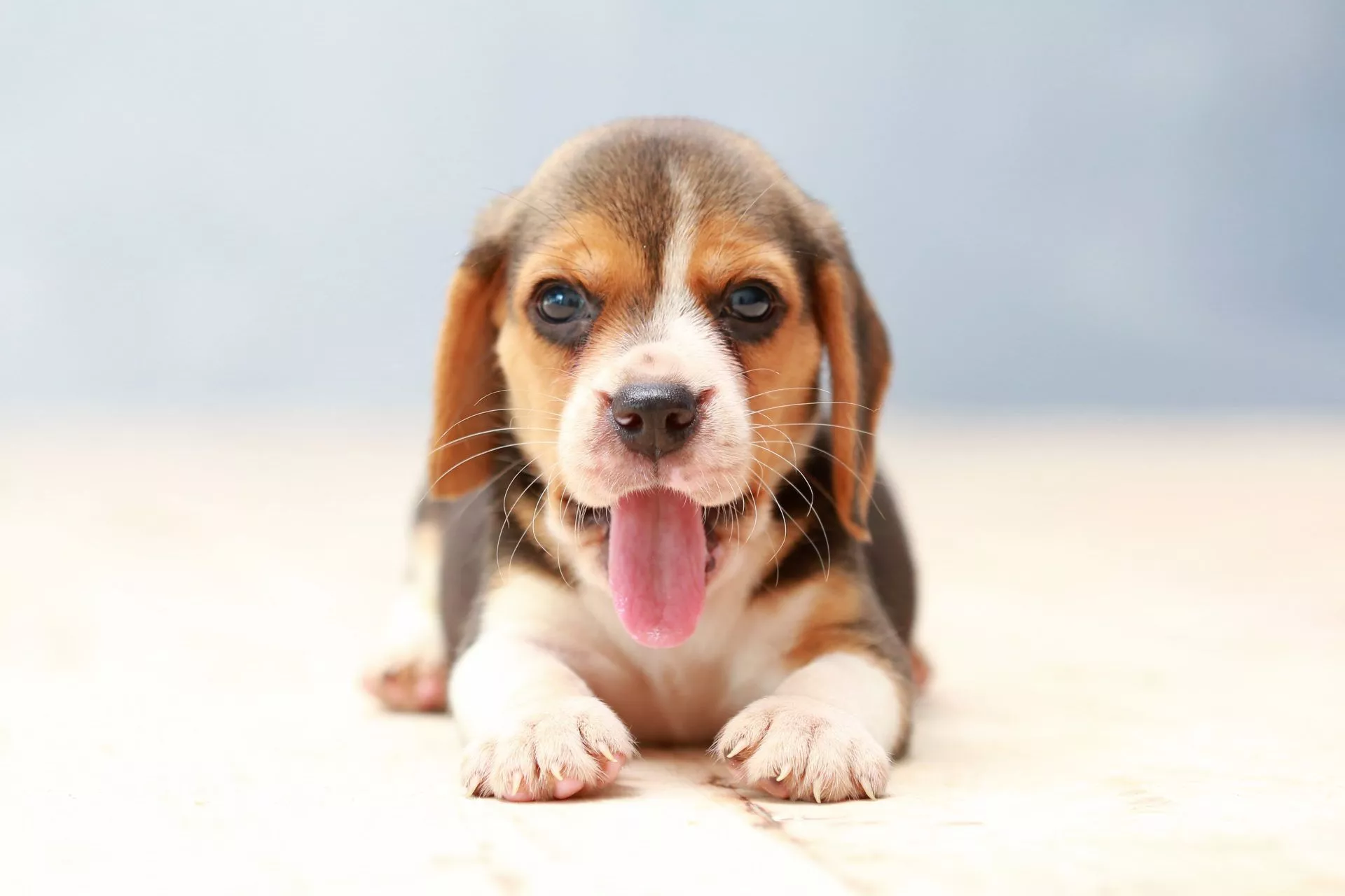 My Beagle Dog HD Wallpaper New Tab