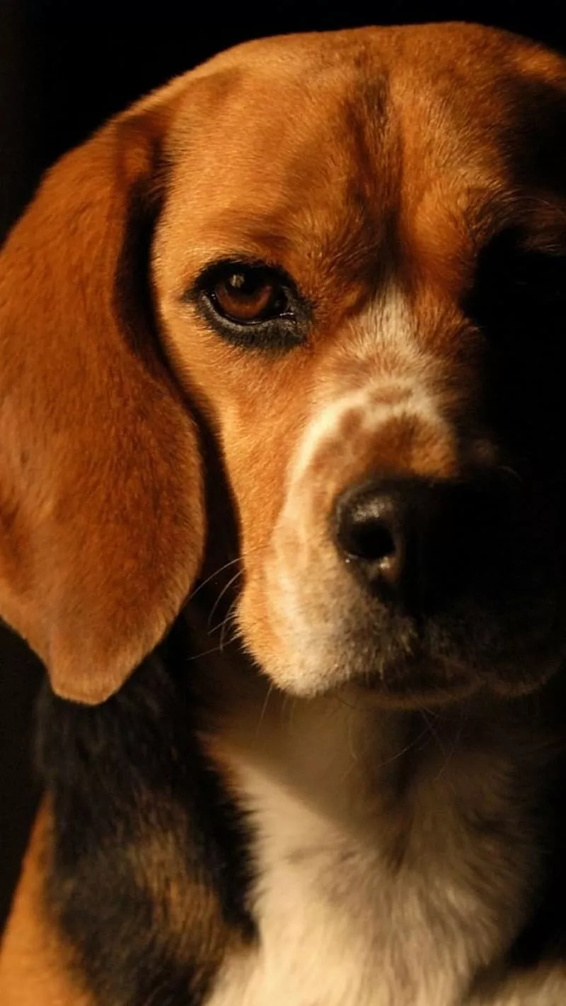 HD beagle funny wallpaper