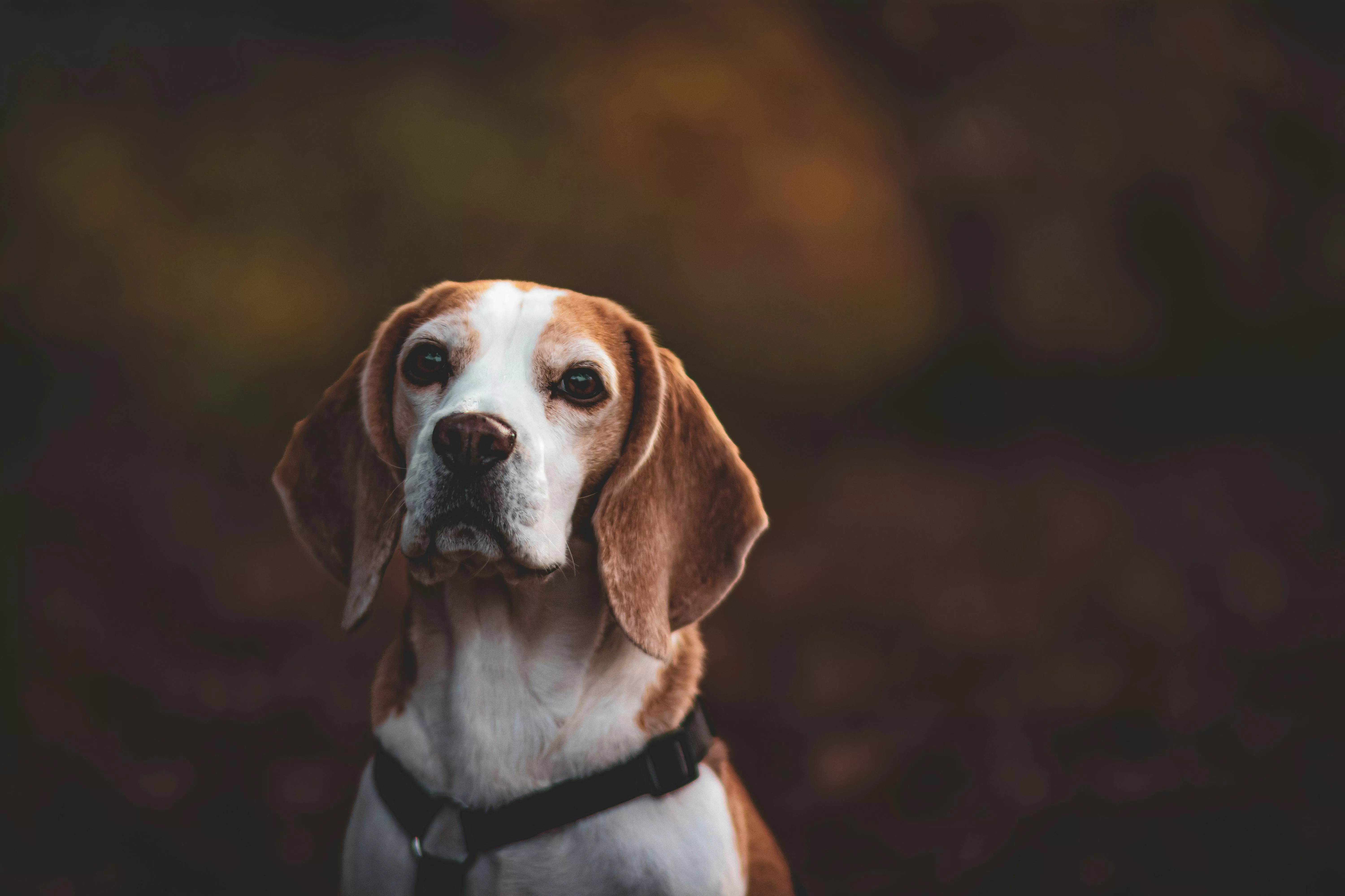 Portrait of a Beagle · Free