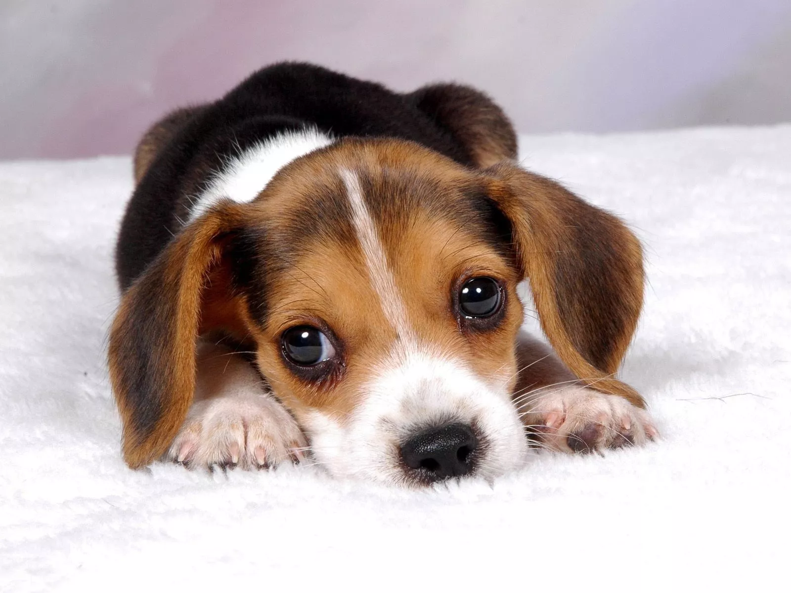 Beagle puppy HD wallpaper