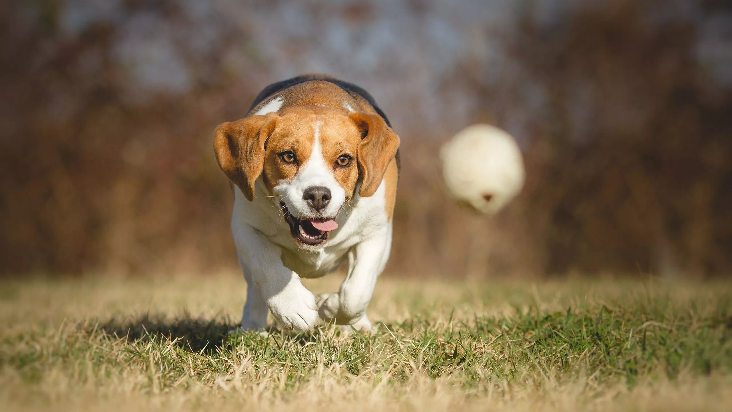 Photos Beagle Dogs Running Ball Grass