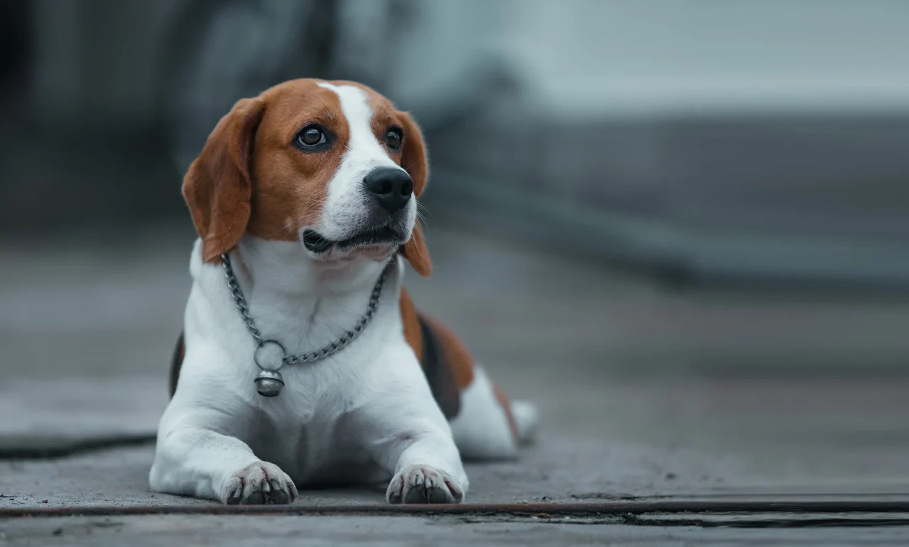 Dog Beagle Animal