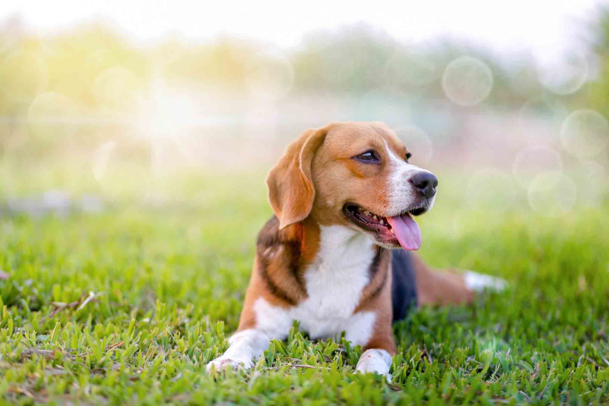 Beagle Dog Training in Charleston