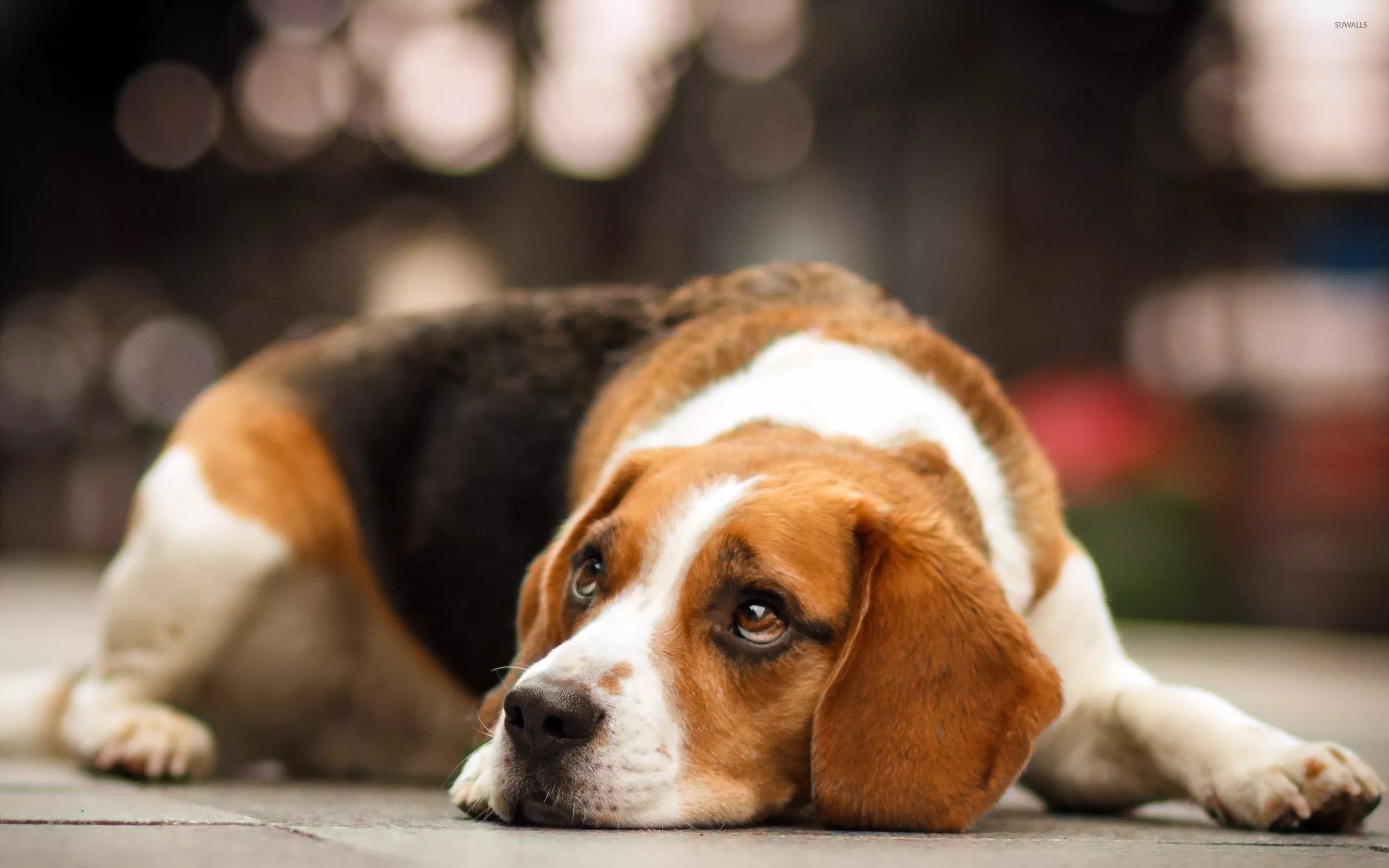 Beagle [4] wallpaper