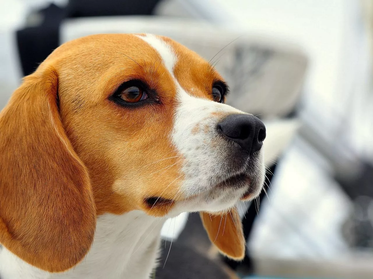 Download wallpaper 1280x960 dog, beagle