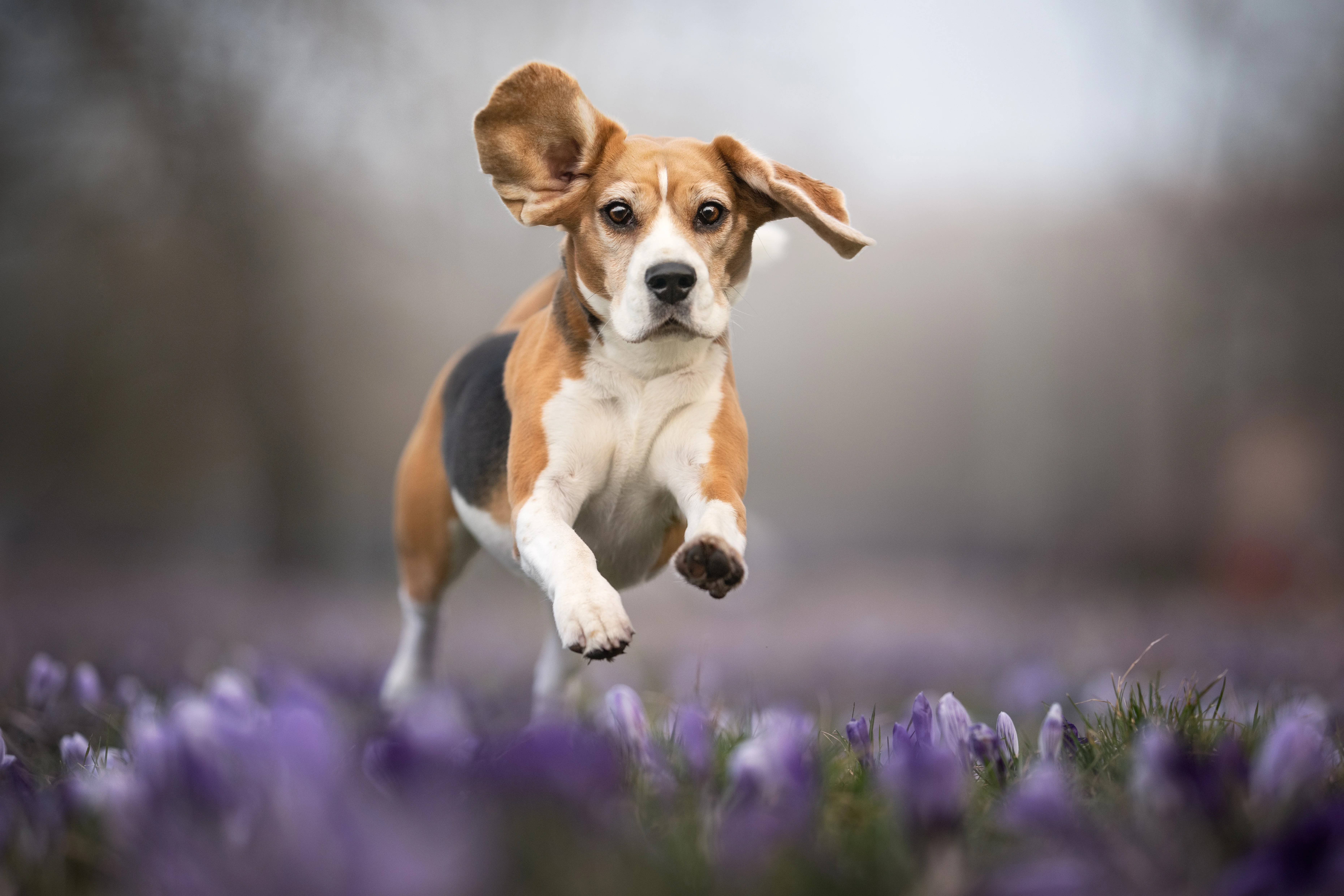 Beagle Dog Breed & Adoption Info