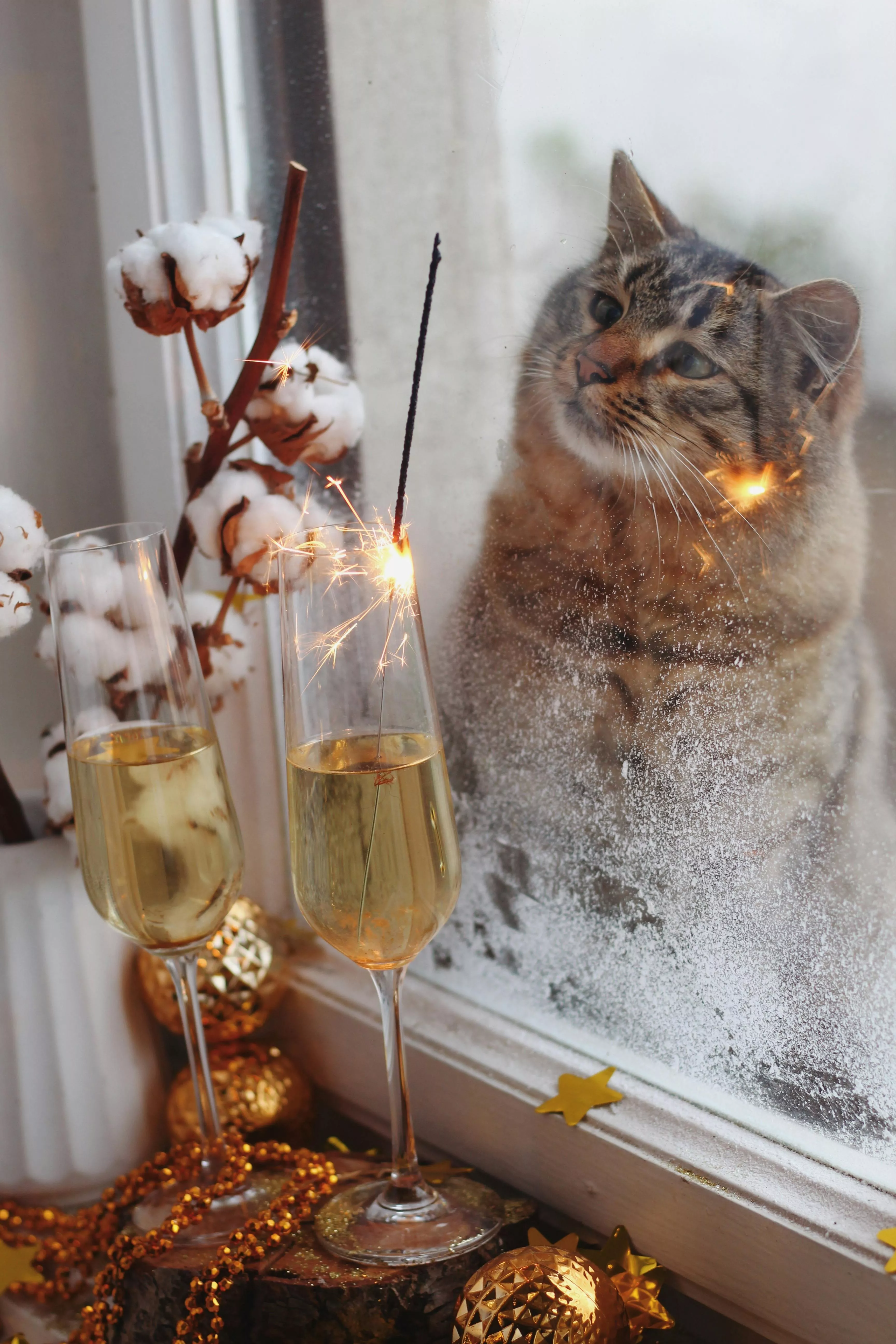 A Cat behind a Frosty Window · Free
