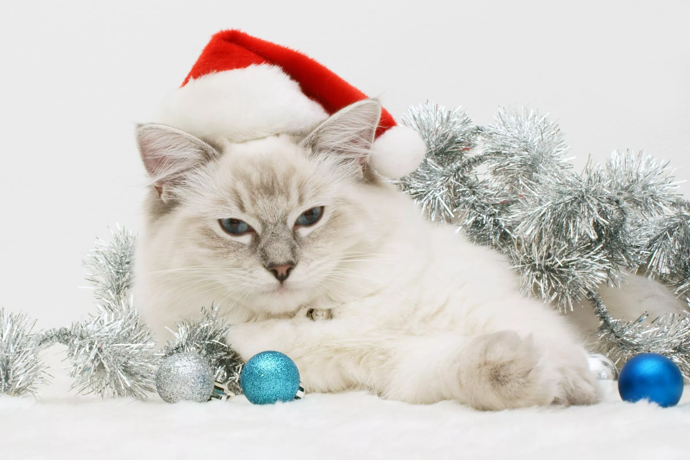 Cats, Christmas Xmas, 14088