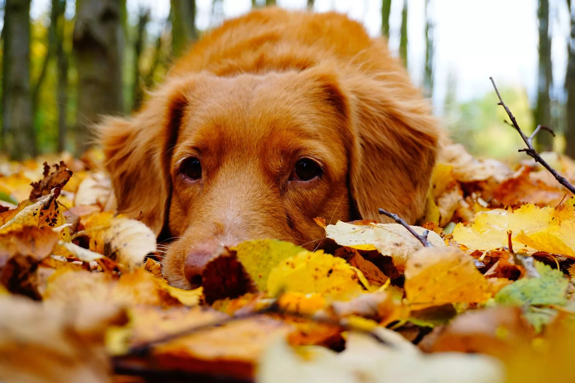 Download Cozy Autumn Dog Wallpaper