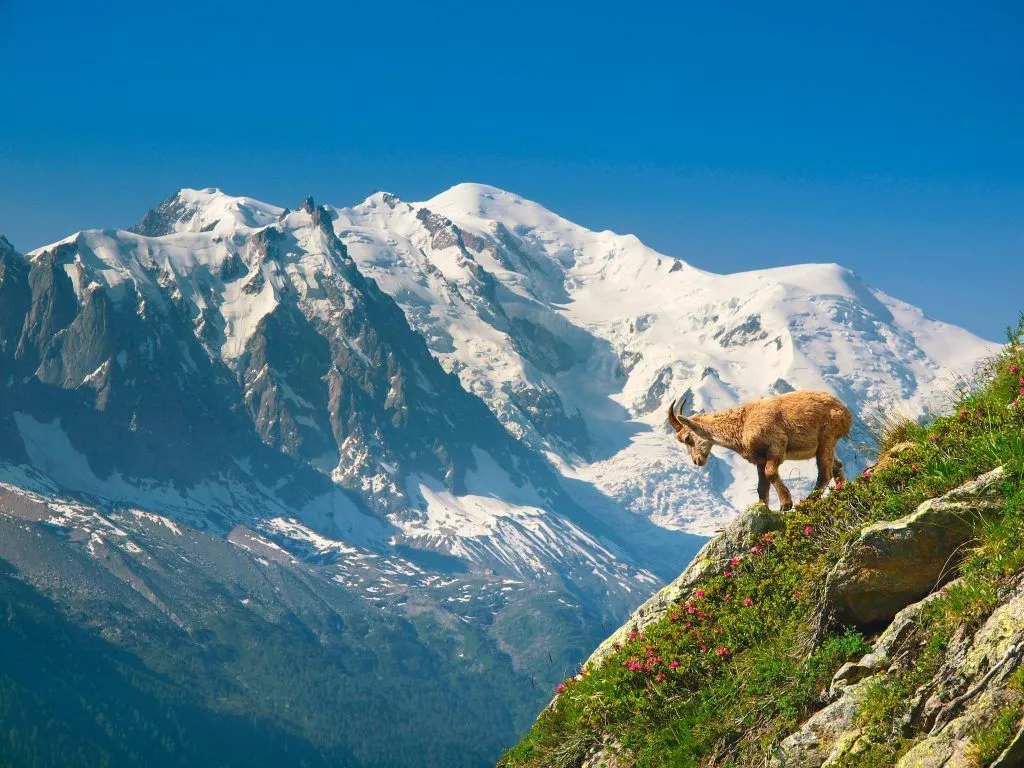 Highest Mountain In The Alps