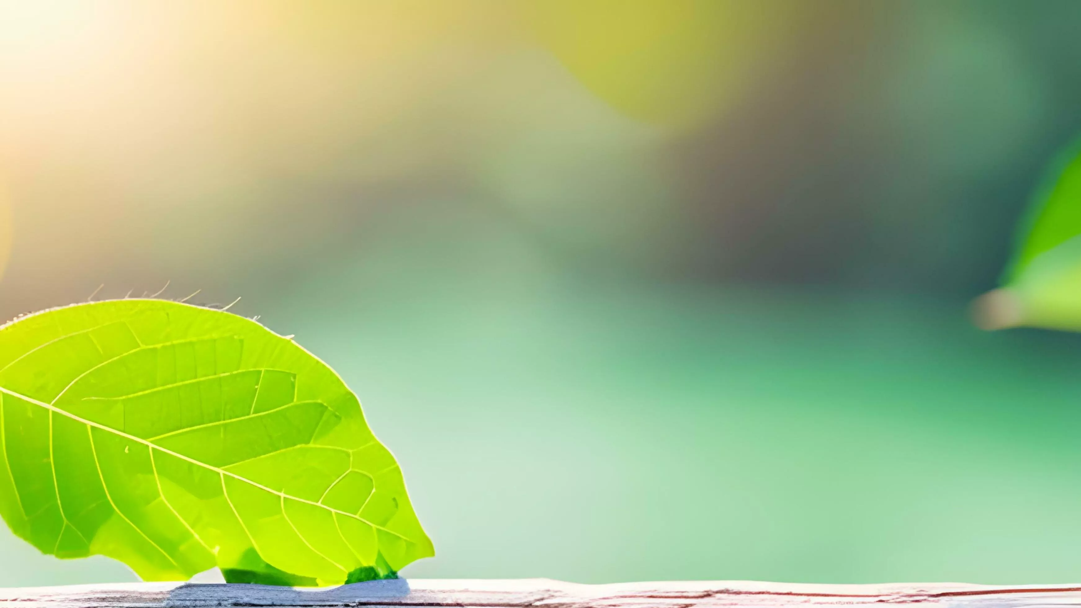 blurred greenery background in garden